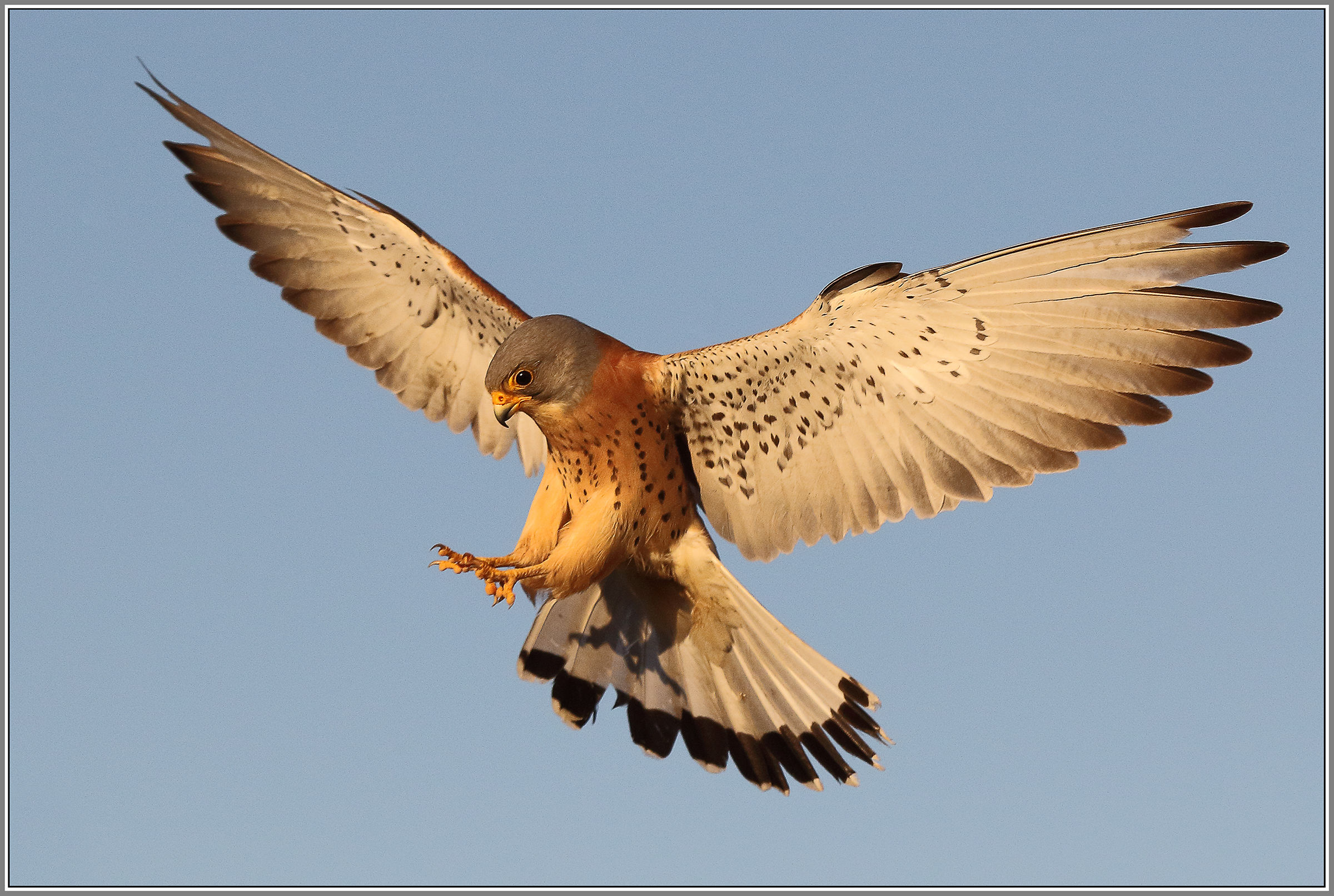 Grillaio maschio - Calera y Chozas -Toledo