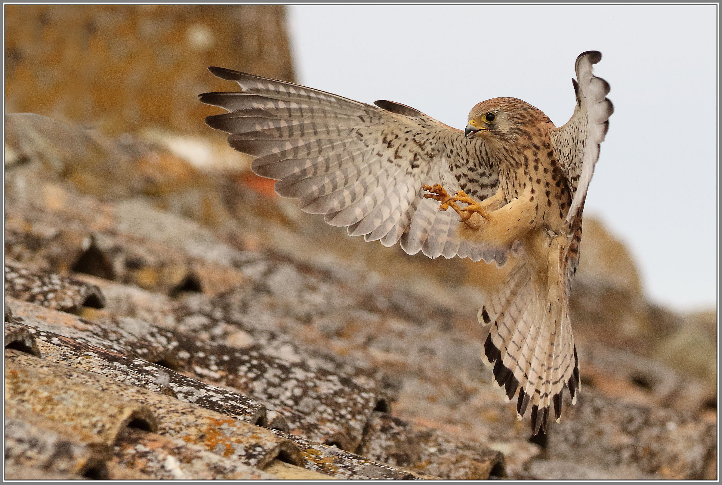 Grillaio femmina - Calera y Chozas -Toledo