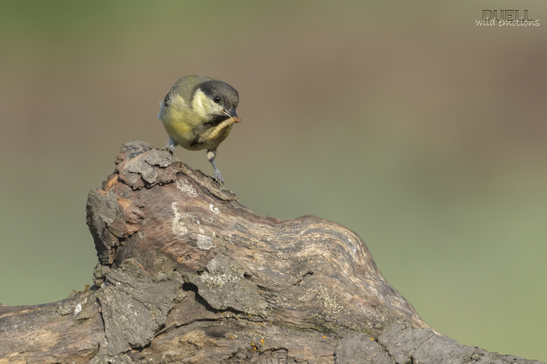 la colazione della cincia