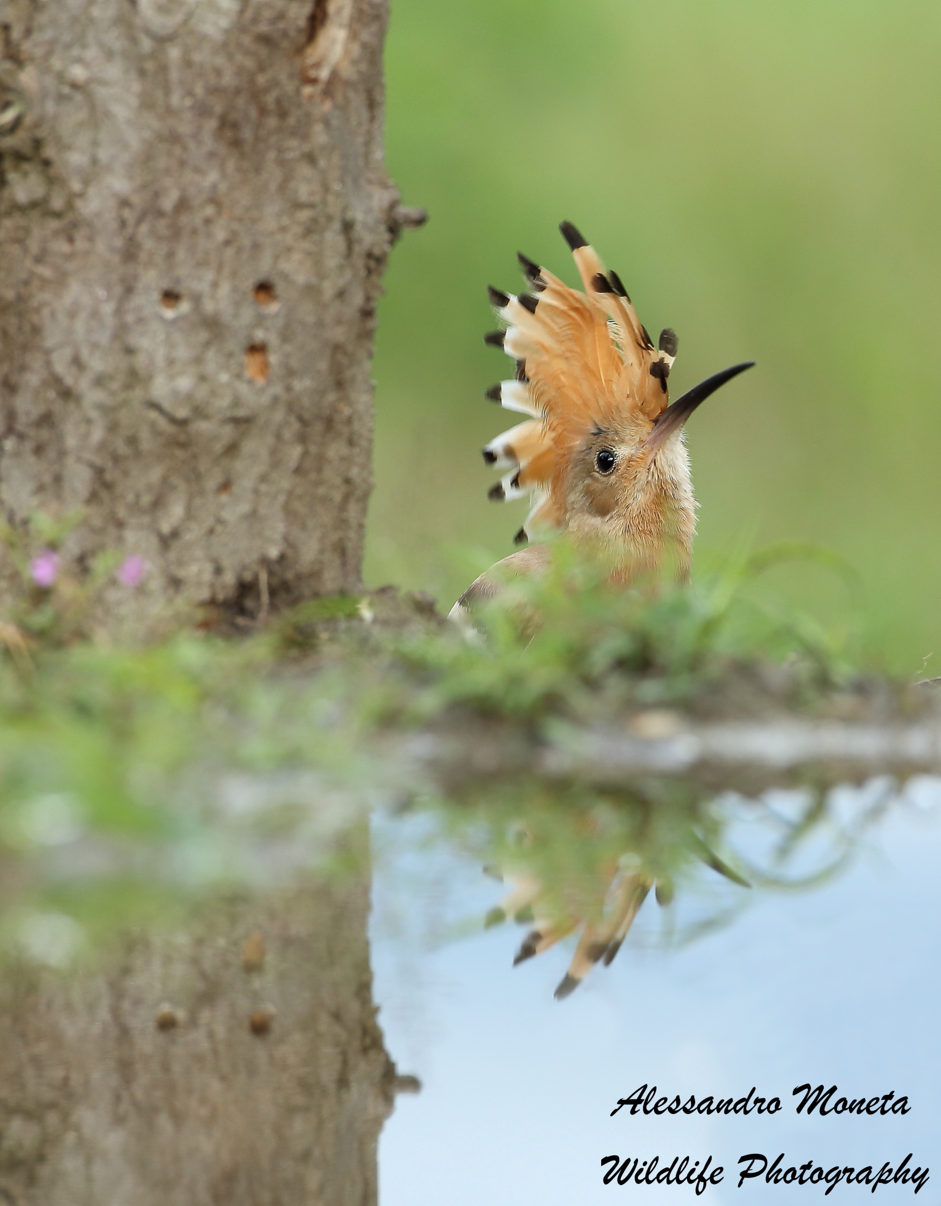 Sospettosamente sto' arrivando...