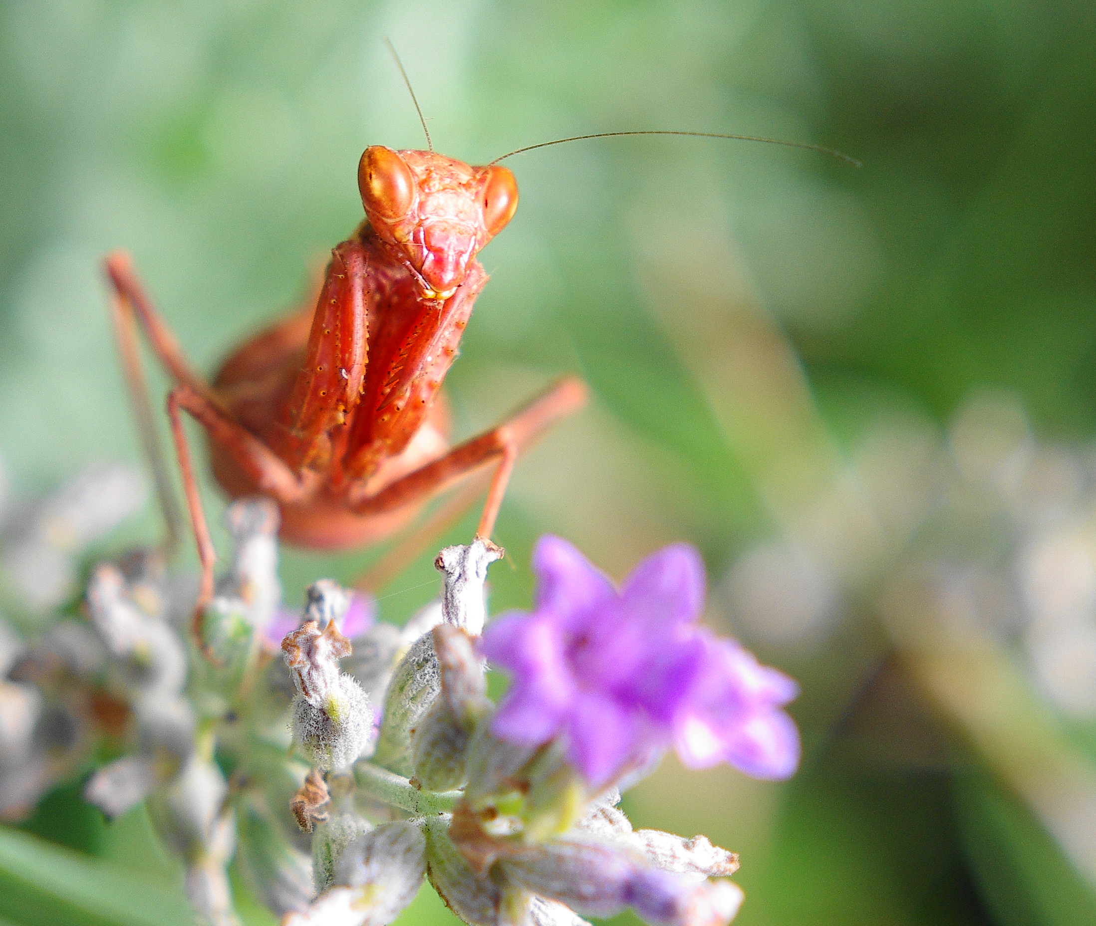 Ameles spallanzania (mantis dwarf European) The
