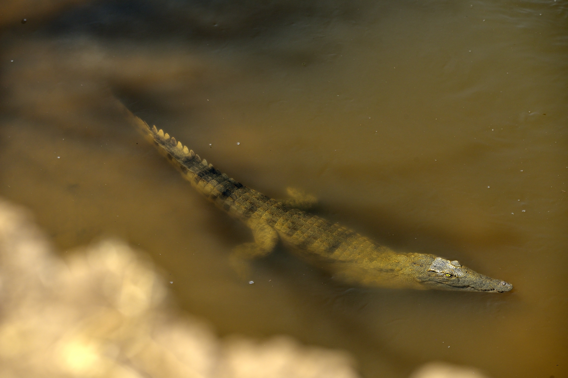 Zambia 2015 - Sul fiume Luangwa