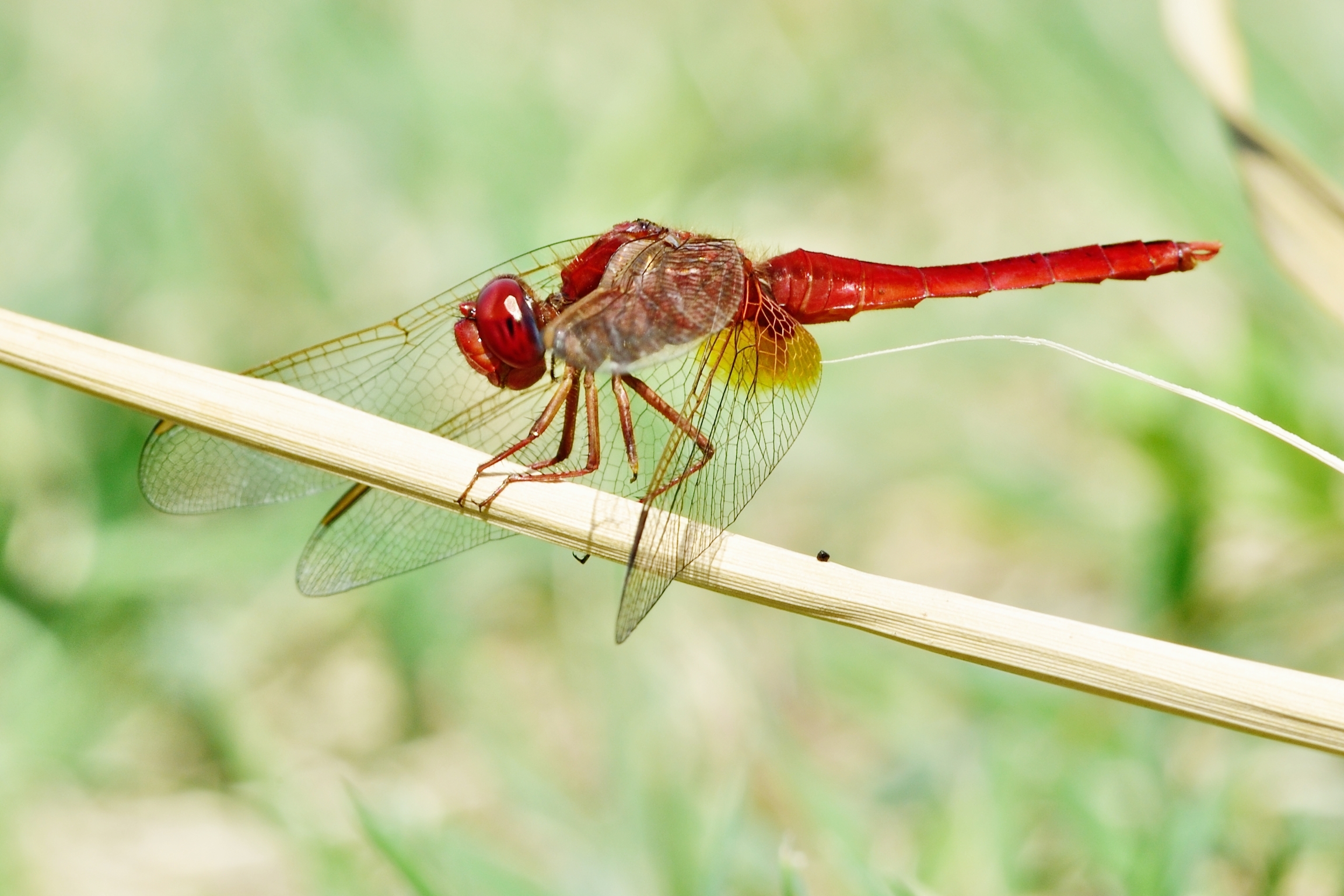 Crocothemis erythraea