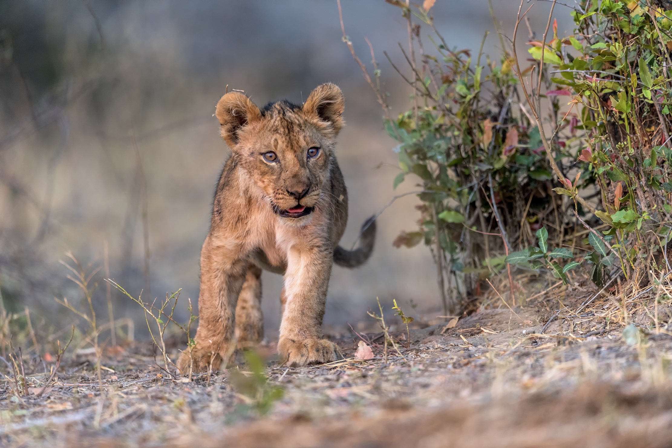 Zambia 2015 - South Luangwa