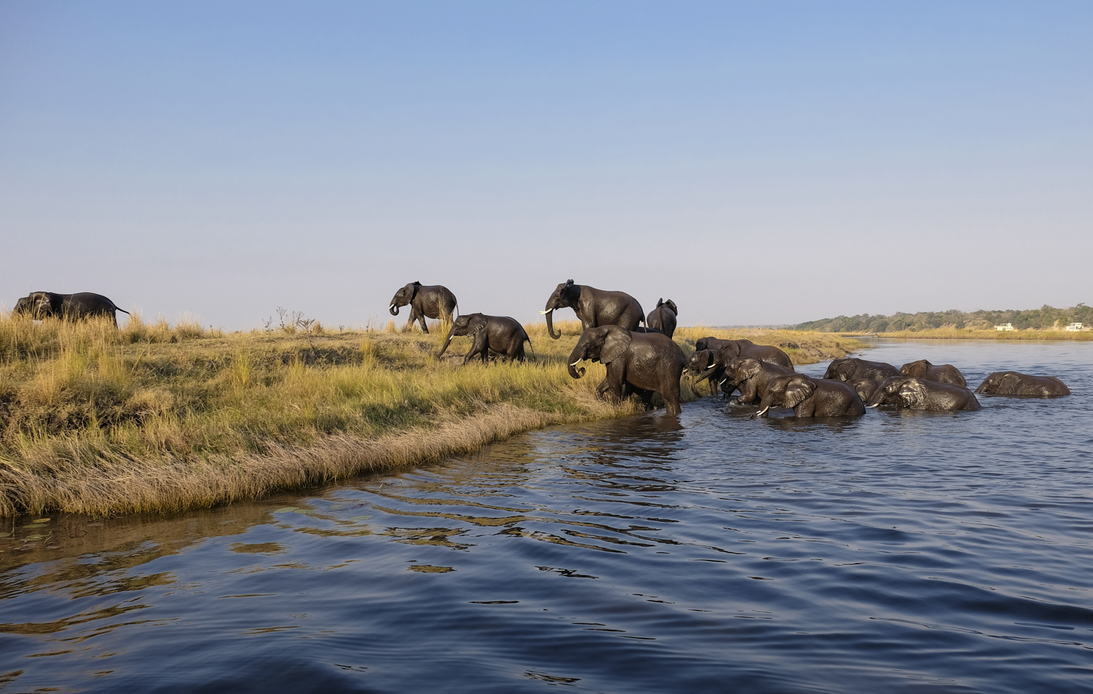 Elephants - Chobe River crossing