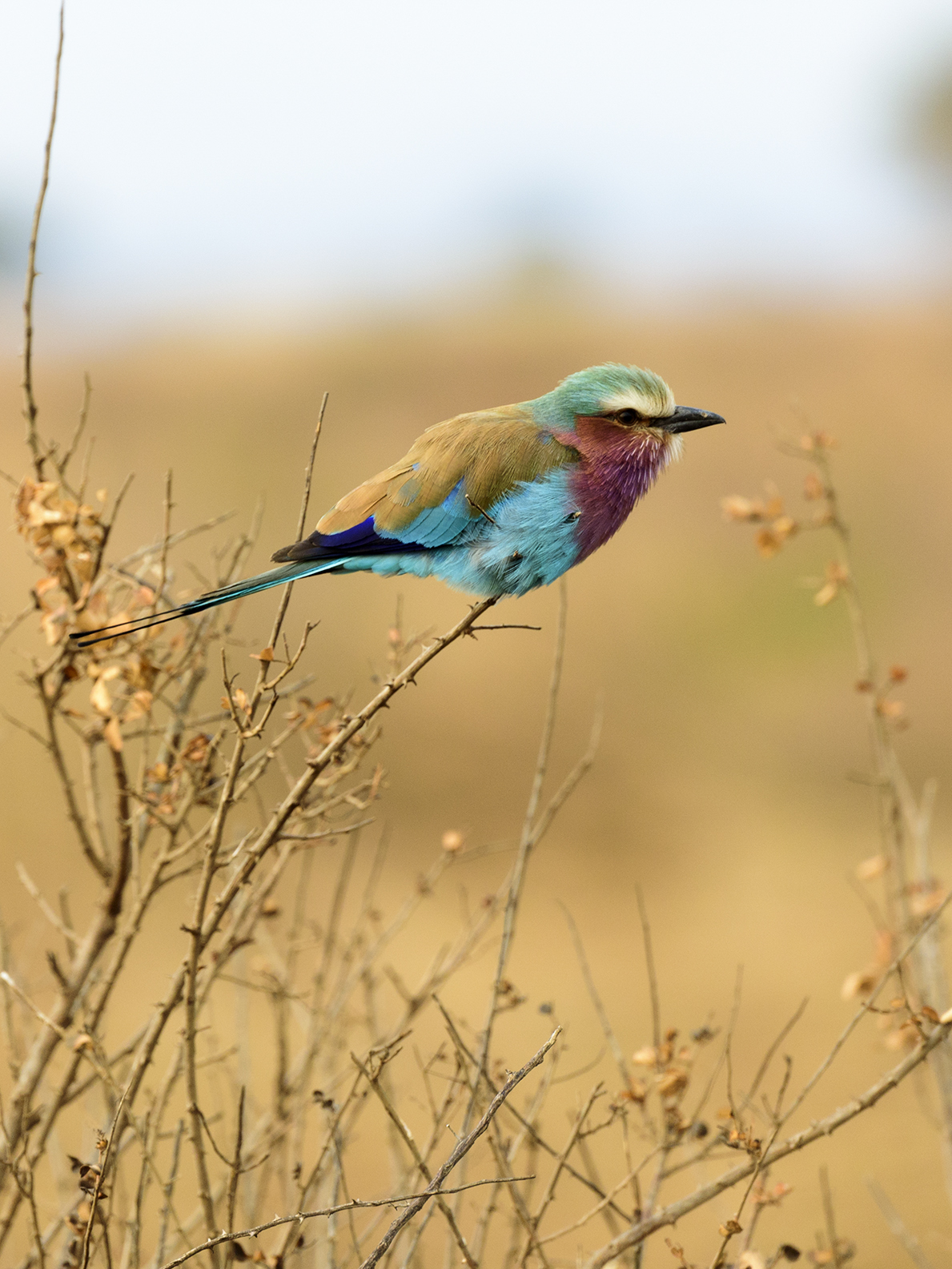 Ghiandaia marina pettolilla