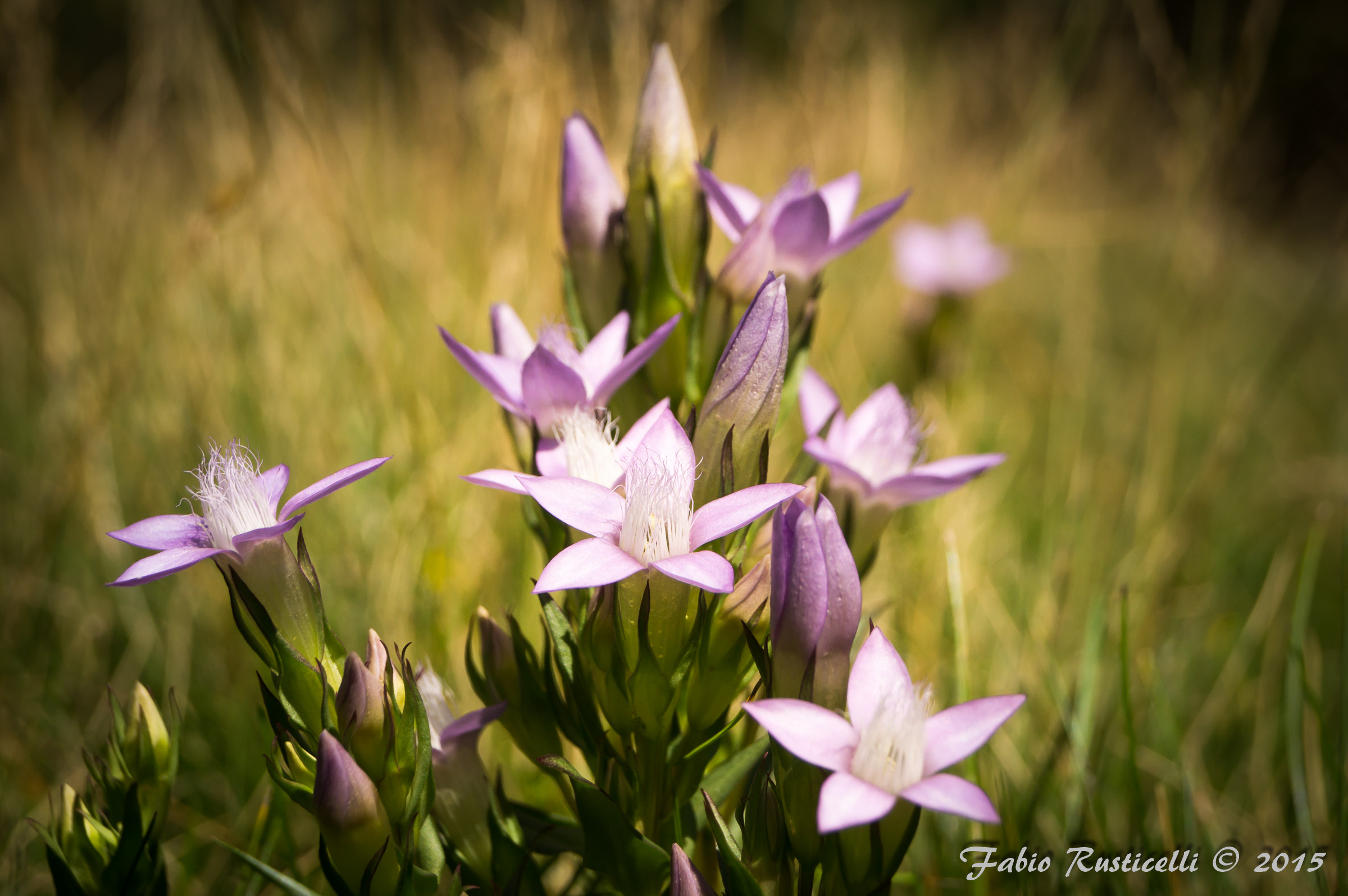 Fiori di Montagna