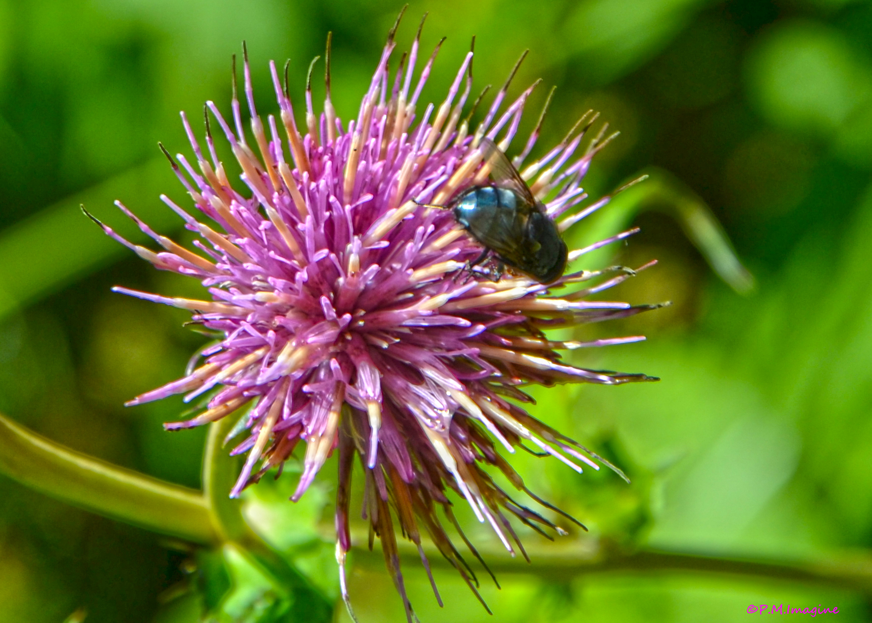 insect on flower