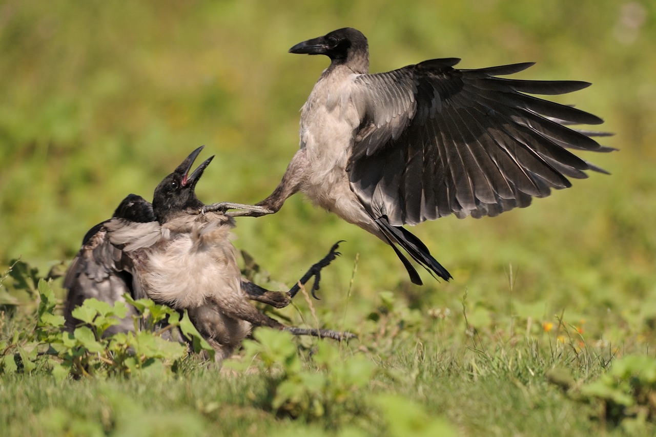 Crows fighting