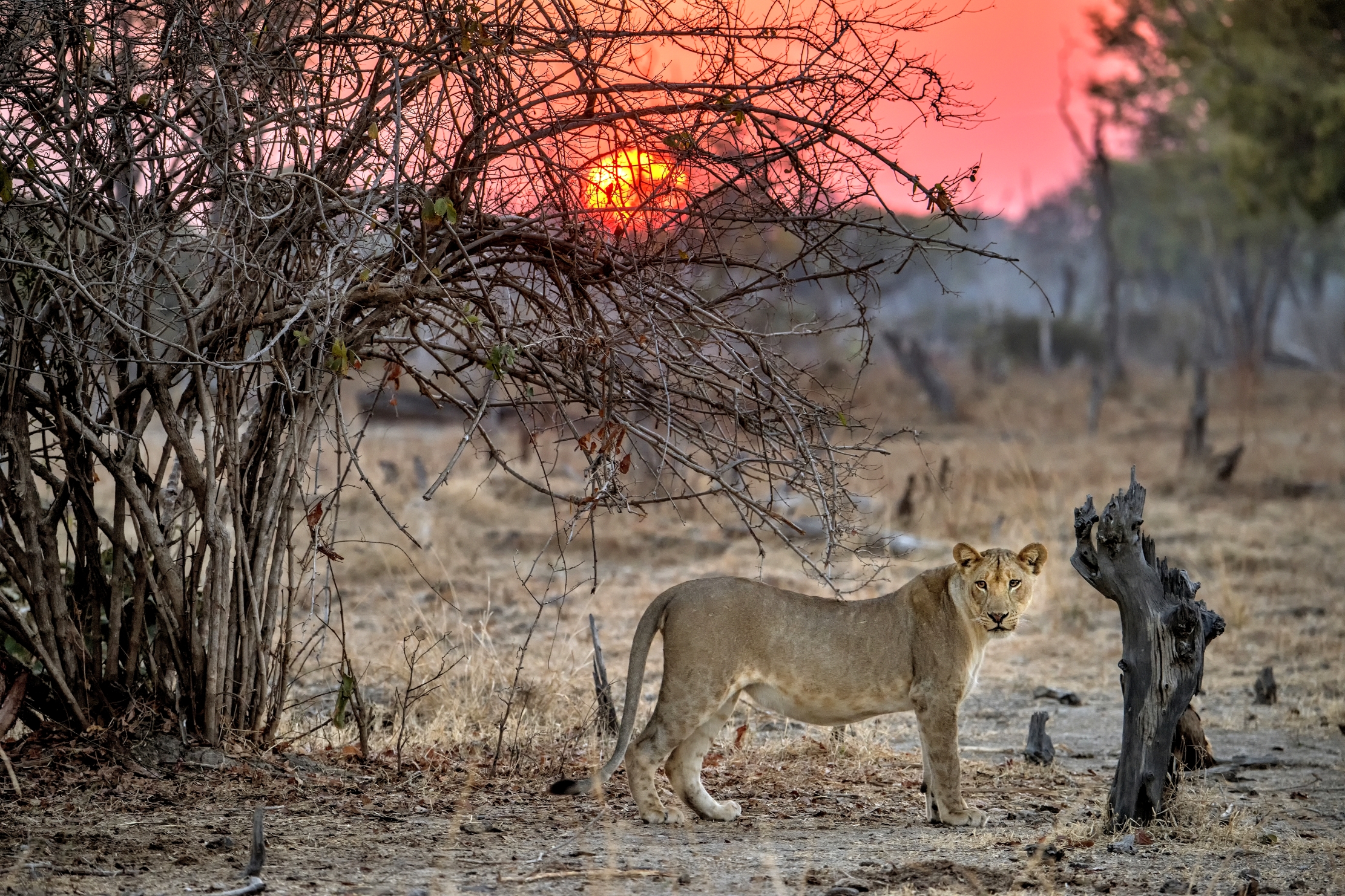 Zambia 2015 - All'alba