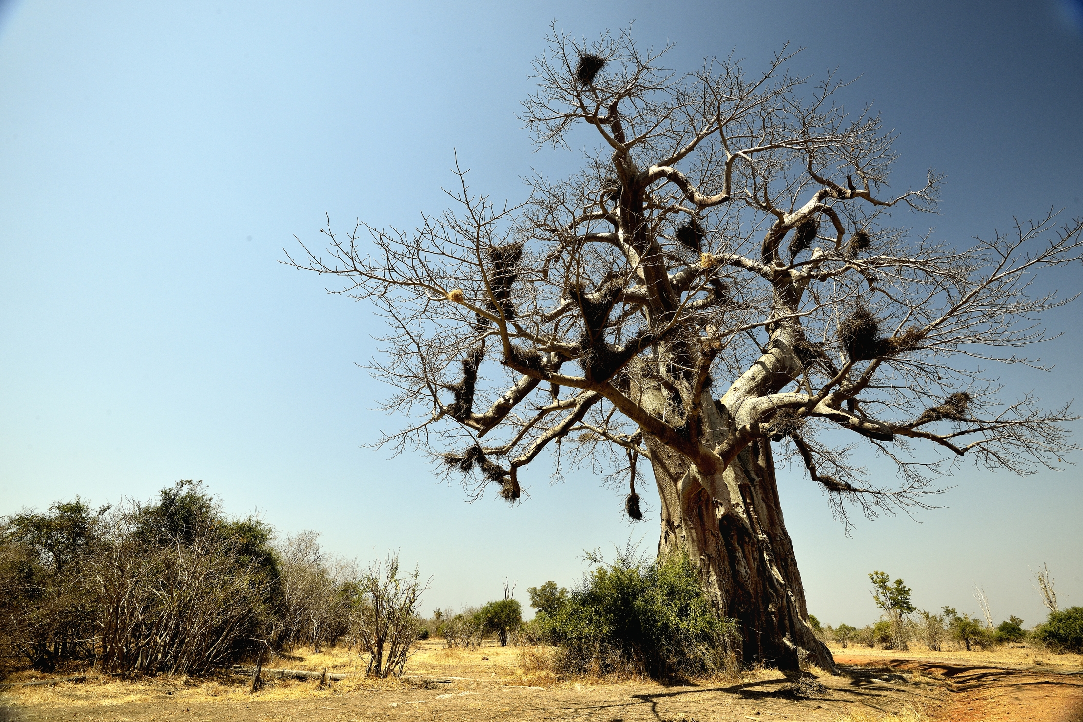 Zambia 2015 - Baobab nel south Luangwa
