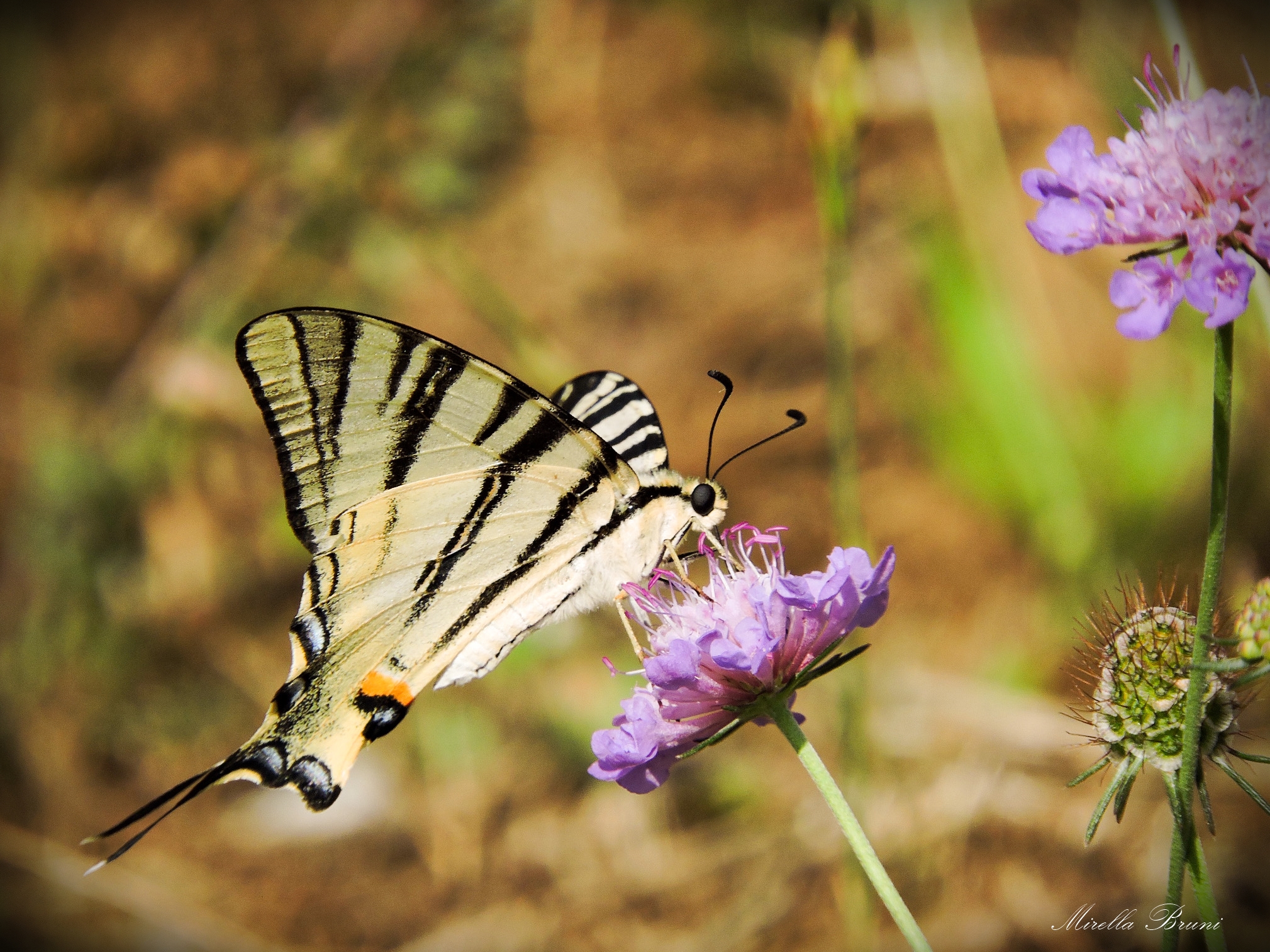 Scarce Swallowtail