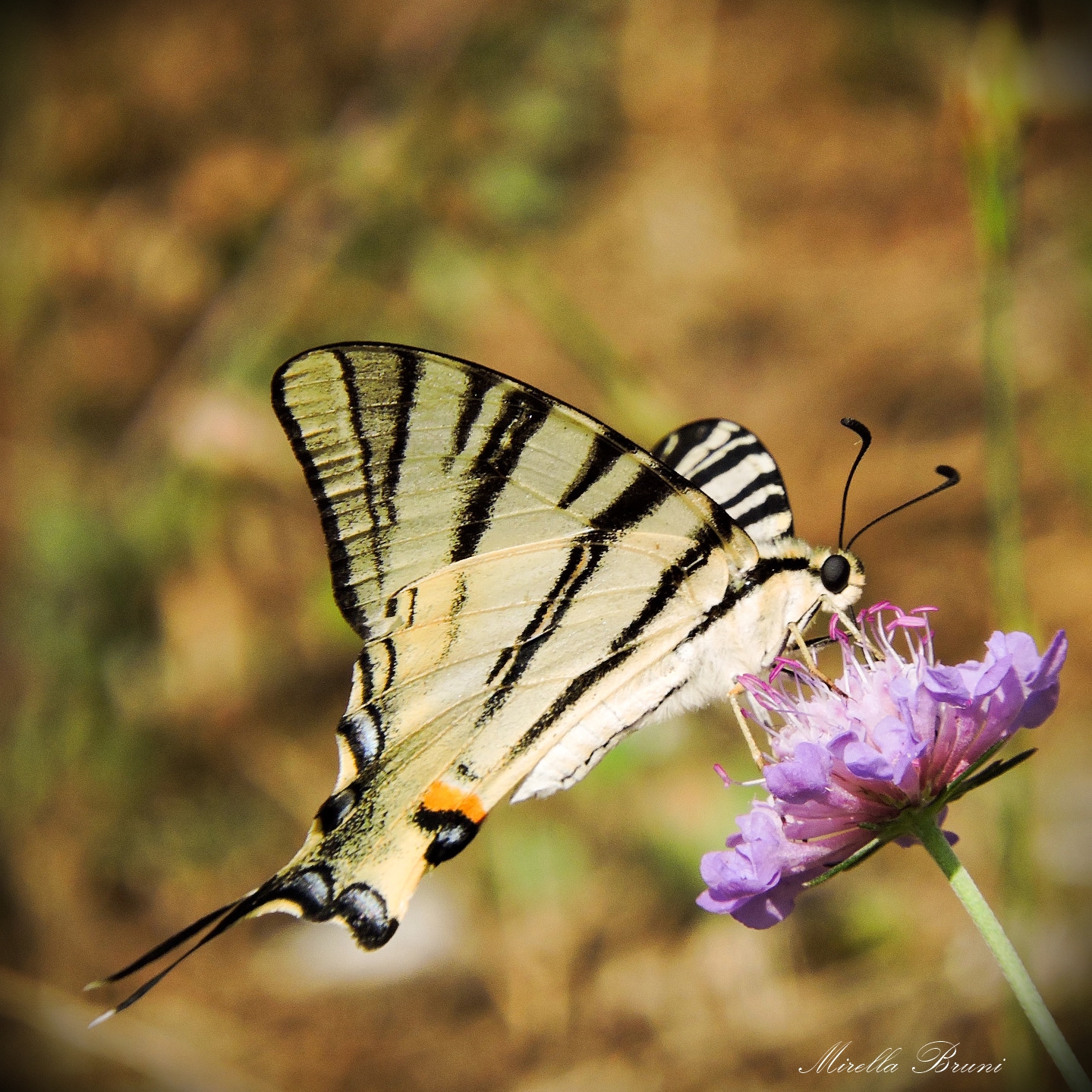 Scarce Swallowtail