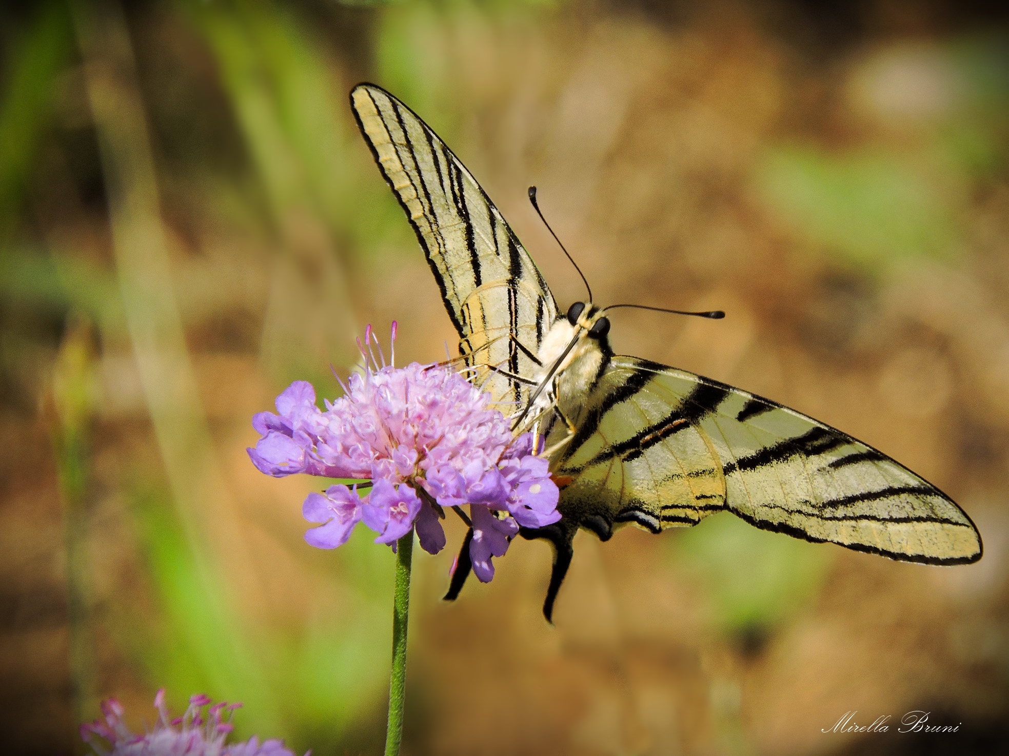 Scarce Swallowtail
