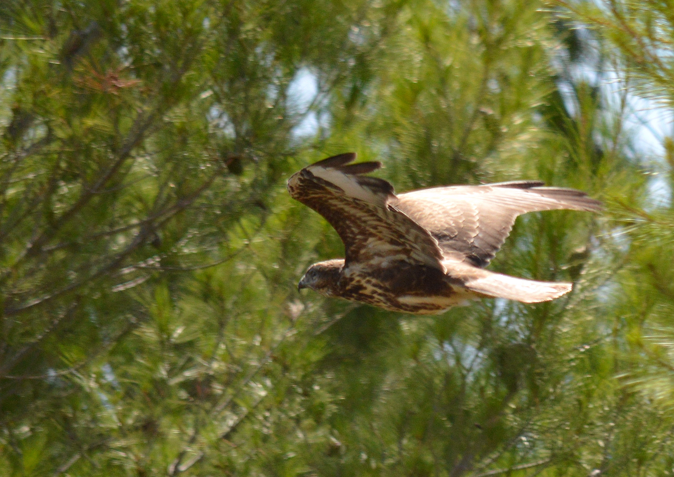 Buzzard - Buteo buteo