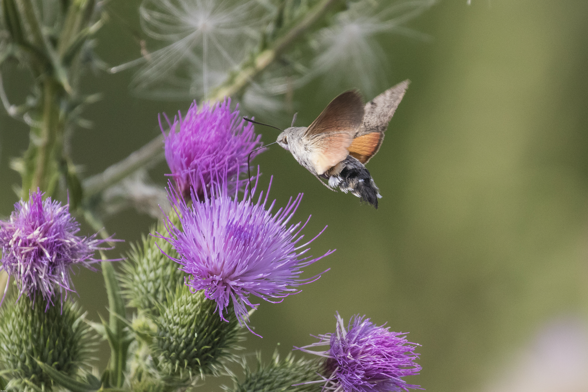 Macroglossum Stellatarum