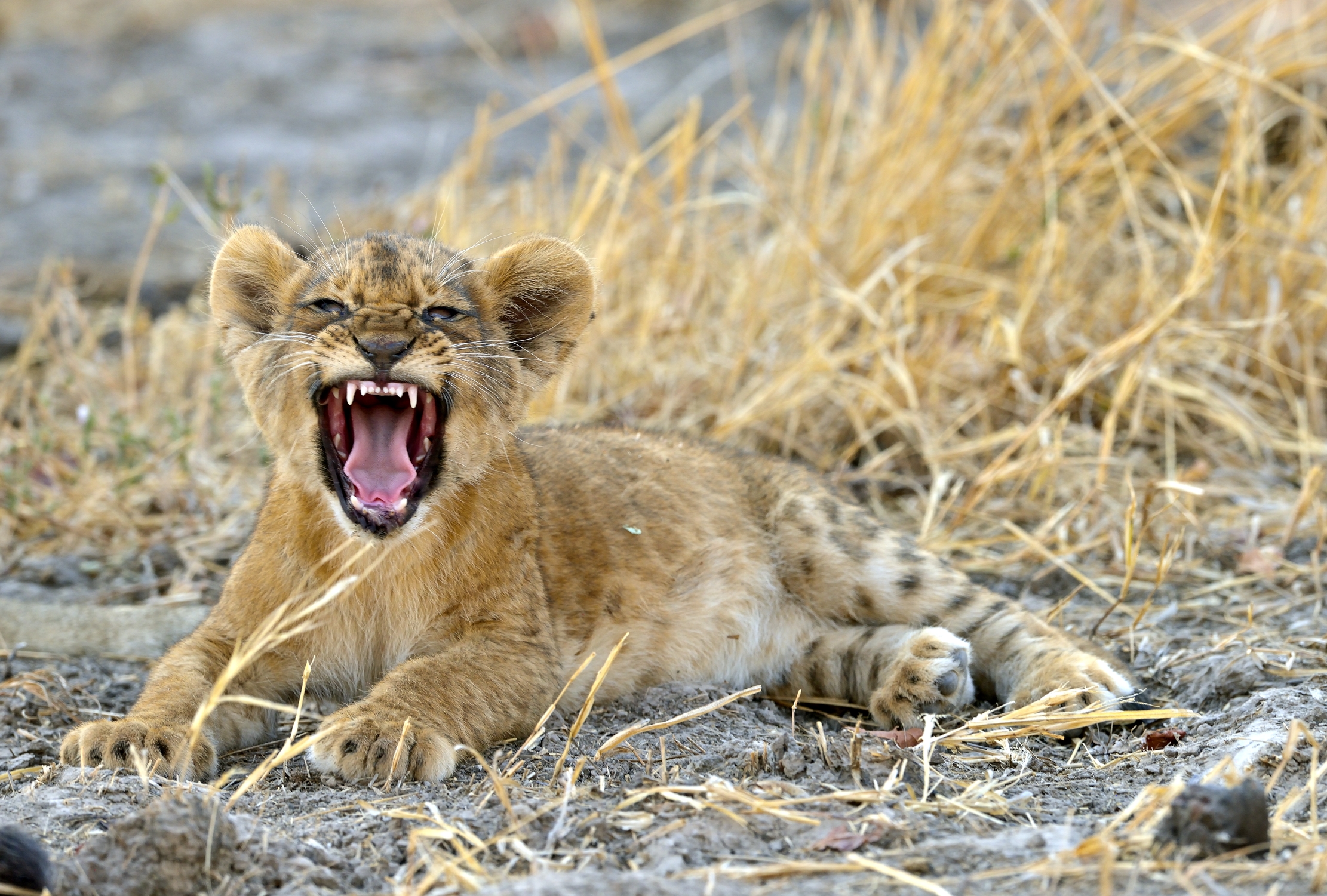 Zambia 2015 - Ruggito!!