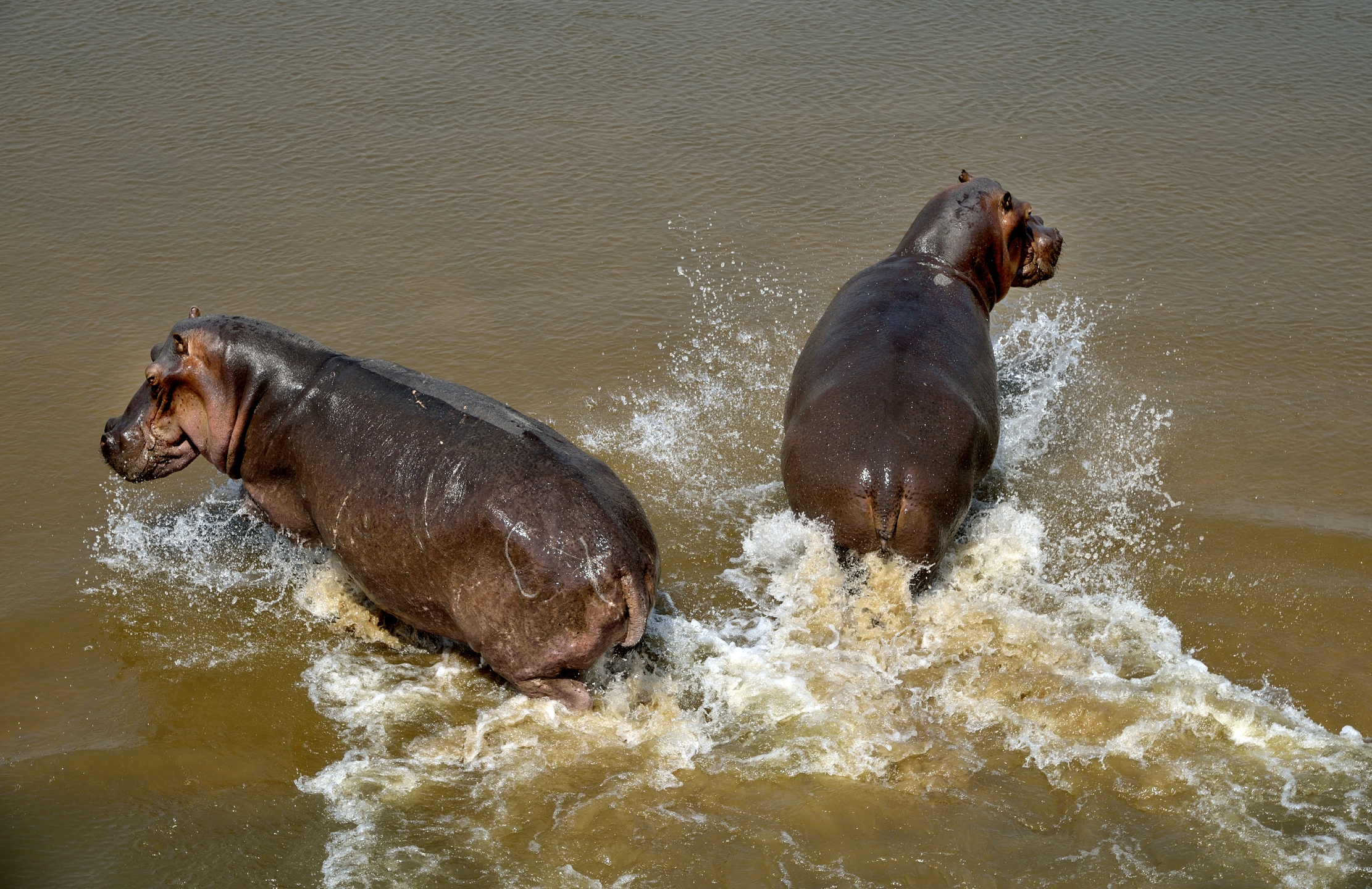 Zambia 2015 - Schizzi nel South Luangwa