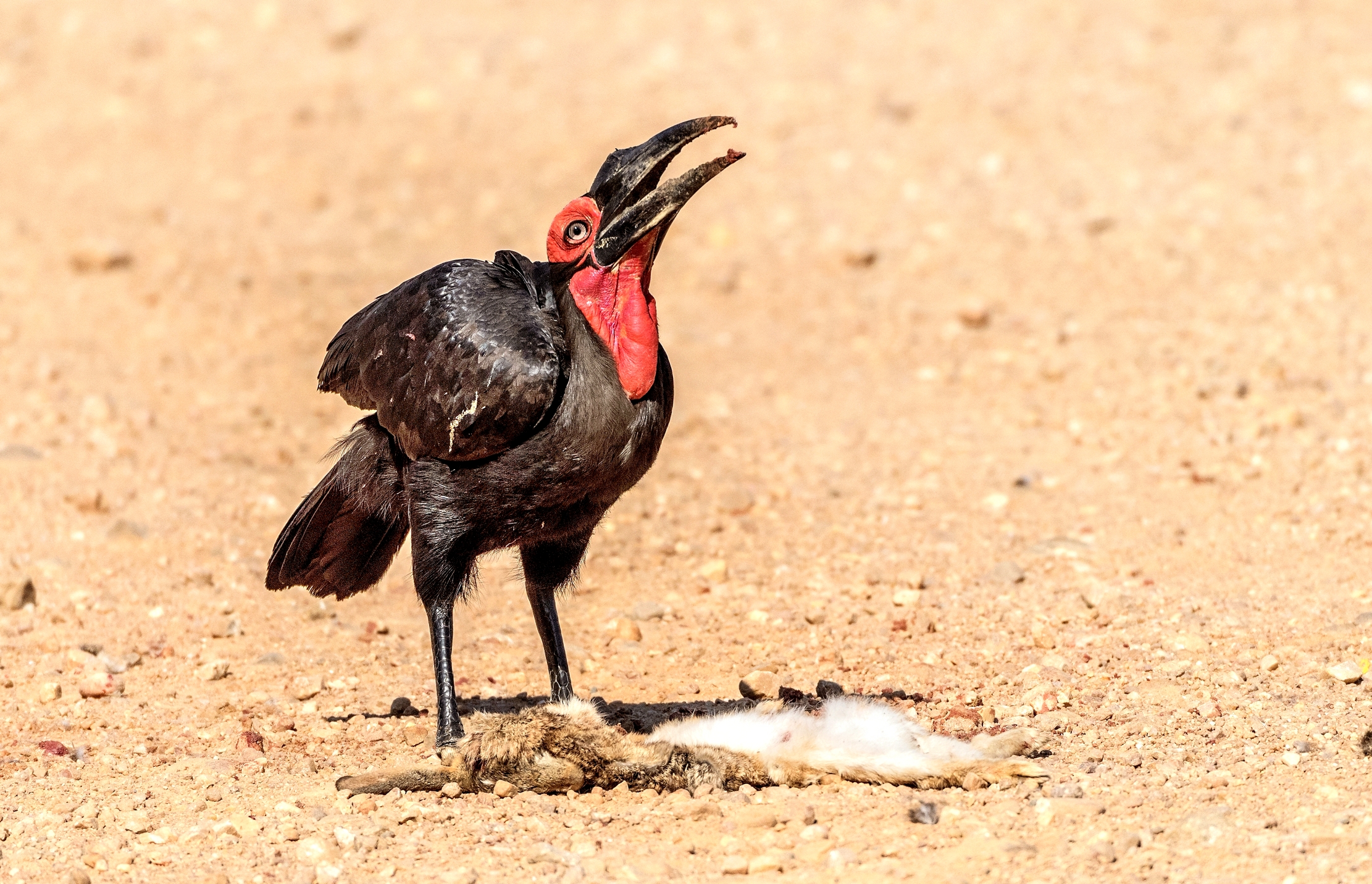 Zambia 2015 - Bucero di terra ingoia lepre predata