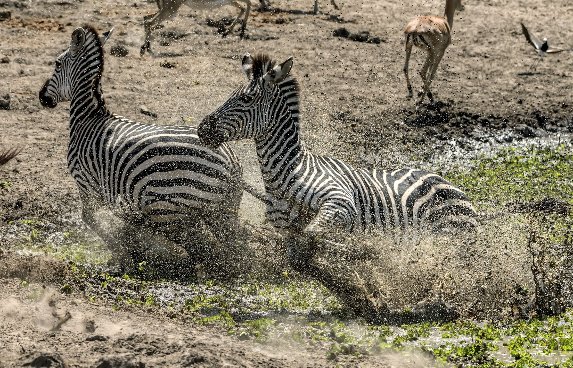Zambia 2015 - Paura alla pozza