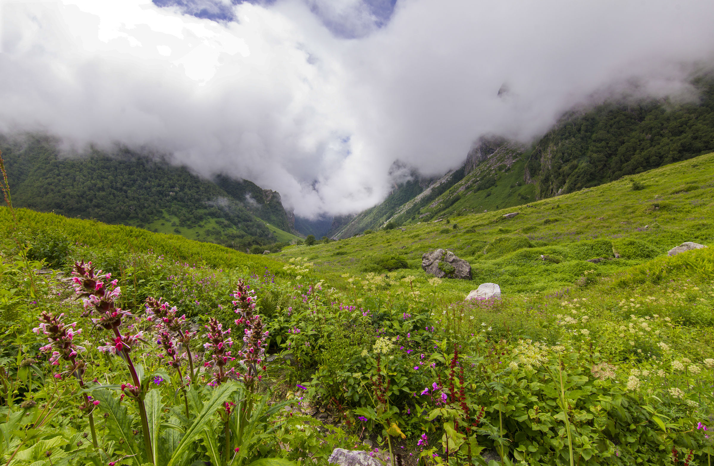 Valle dei fiori, Uttarakhand