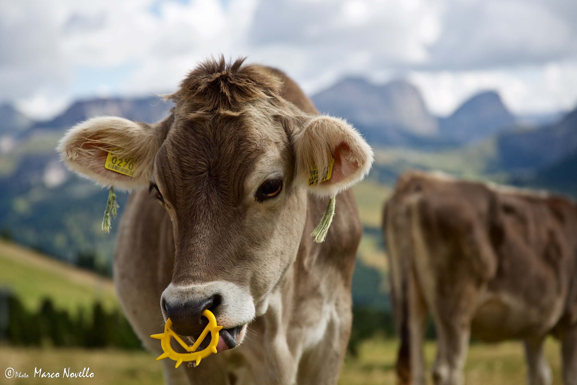 Vitello...dolomitico