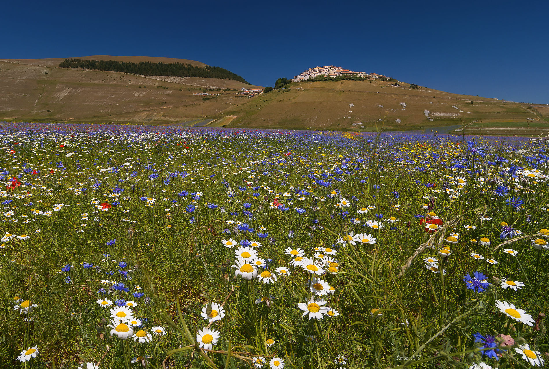 Castelluccio in bloom