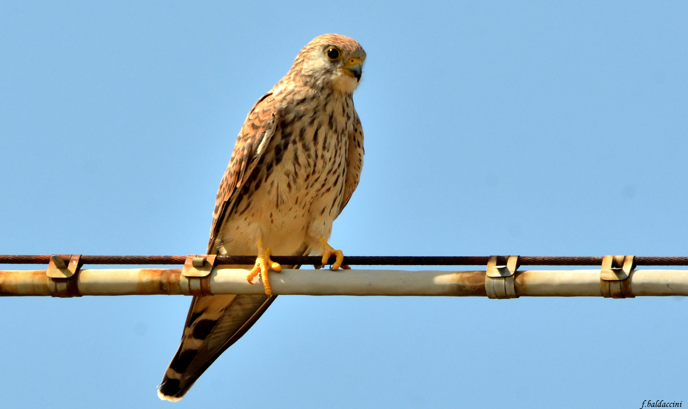 Lesser Kestrel
