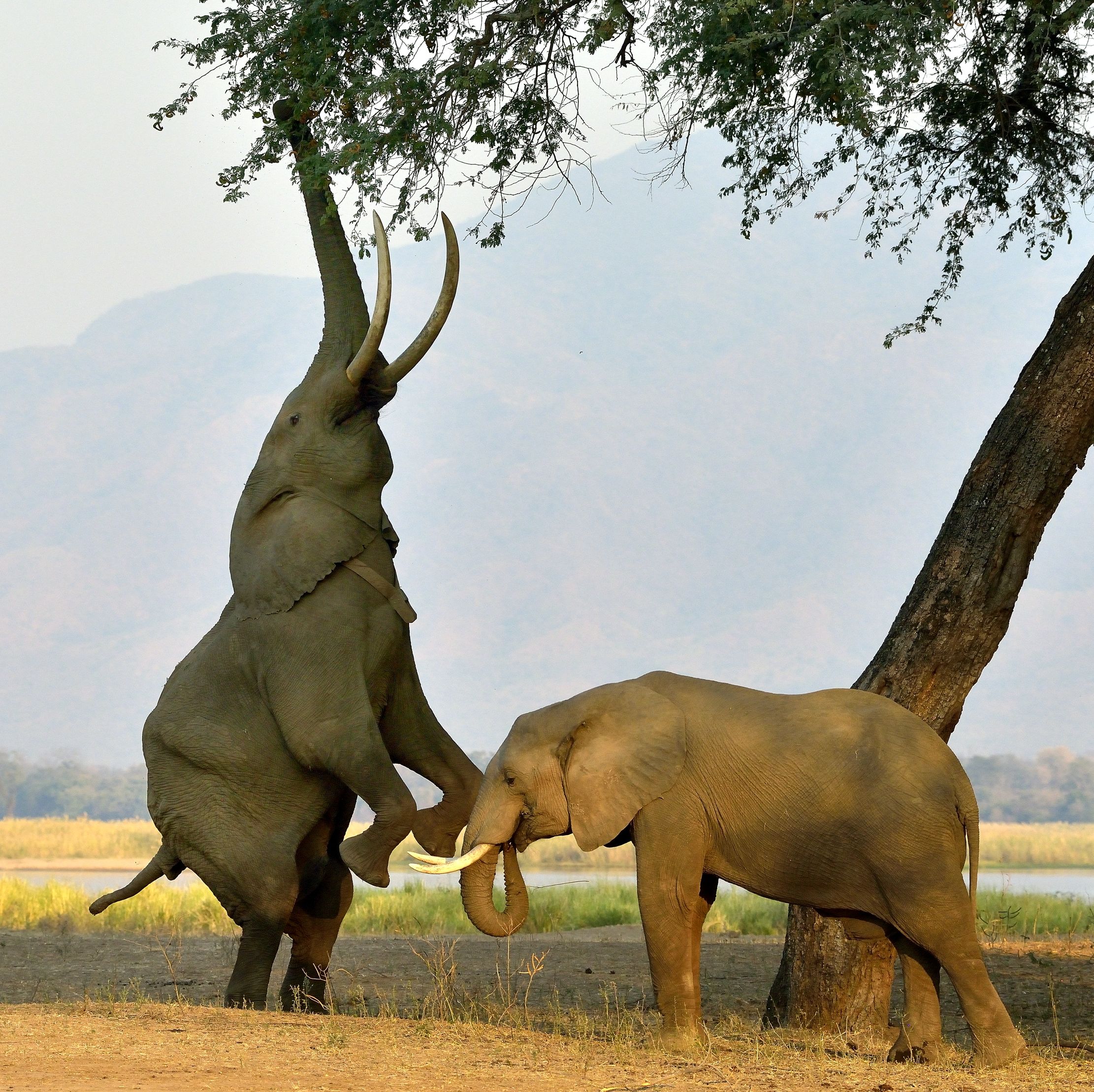 Zimbabwe 2015 - In piedi !! (raro!)