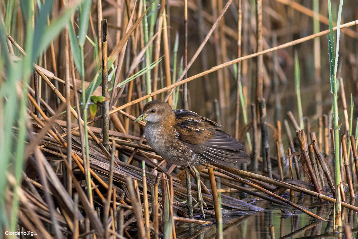 Schiribilla ...nel canneto