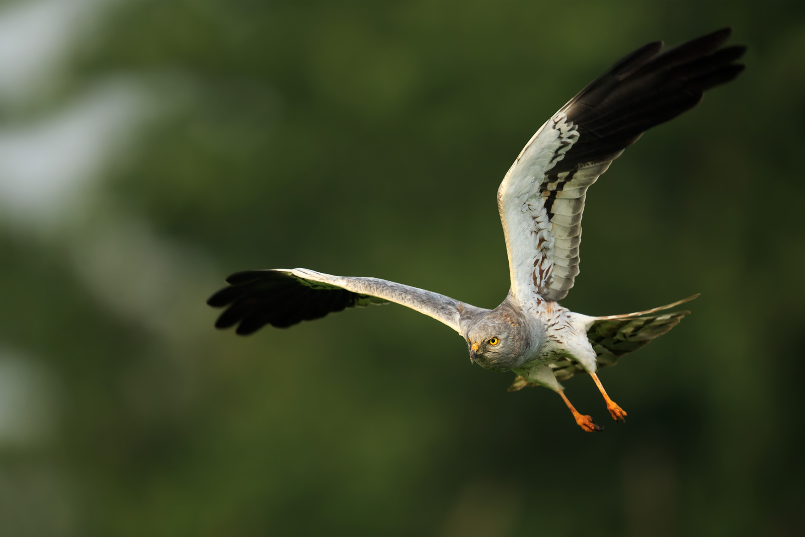 Male harrier in flight.