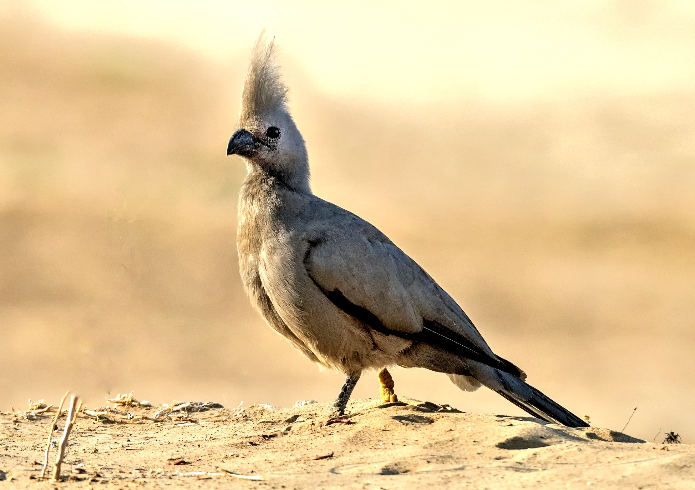Zambia 2015 - Grey Go- Away bird