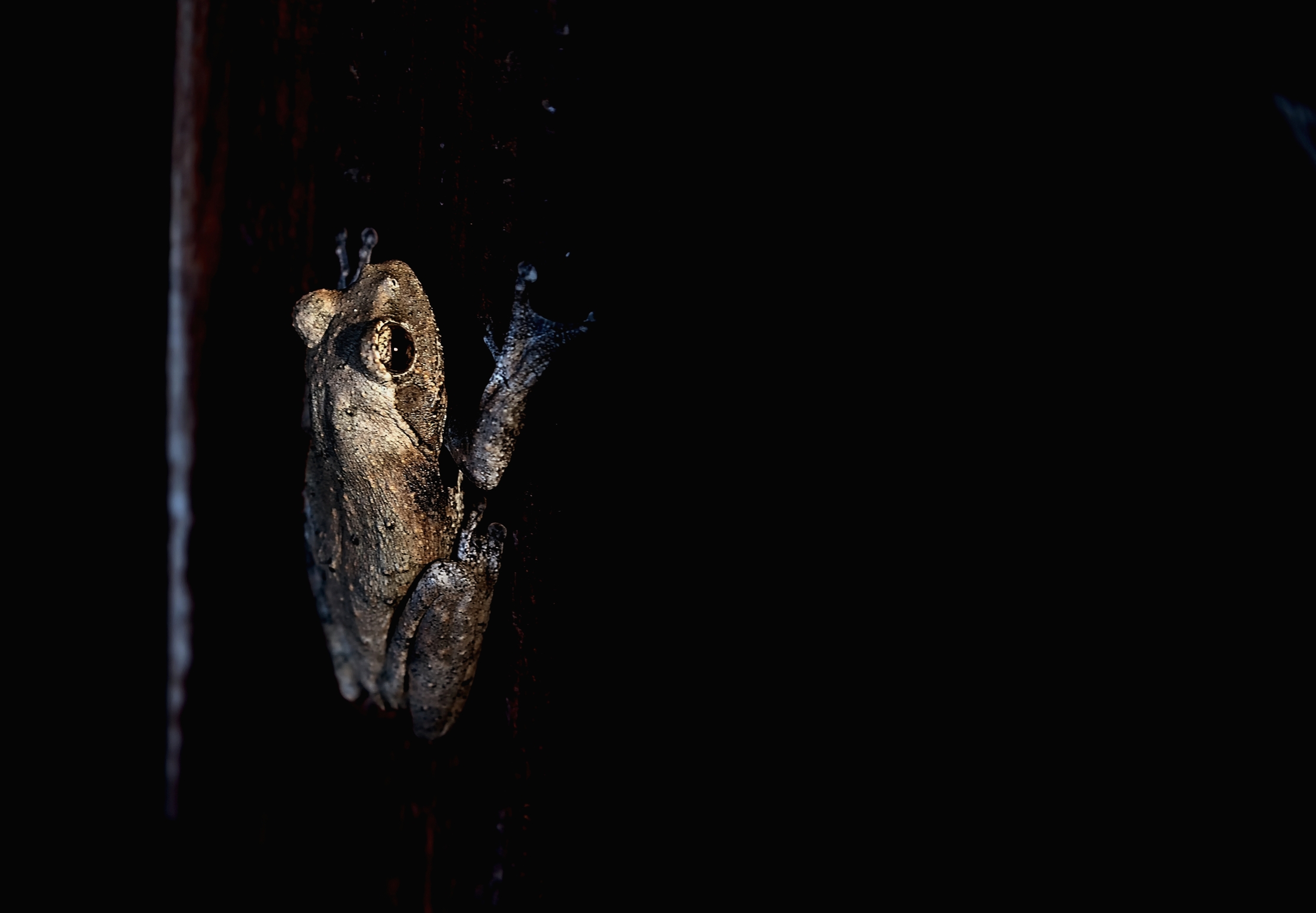 Zambia 2015 - Picolissima raganella