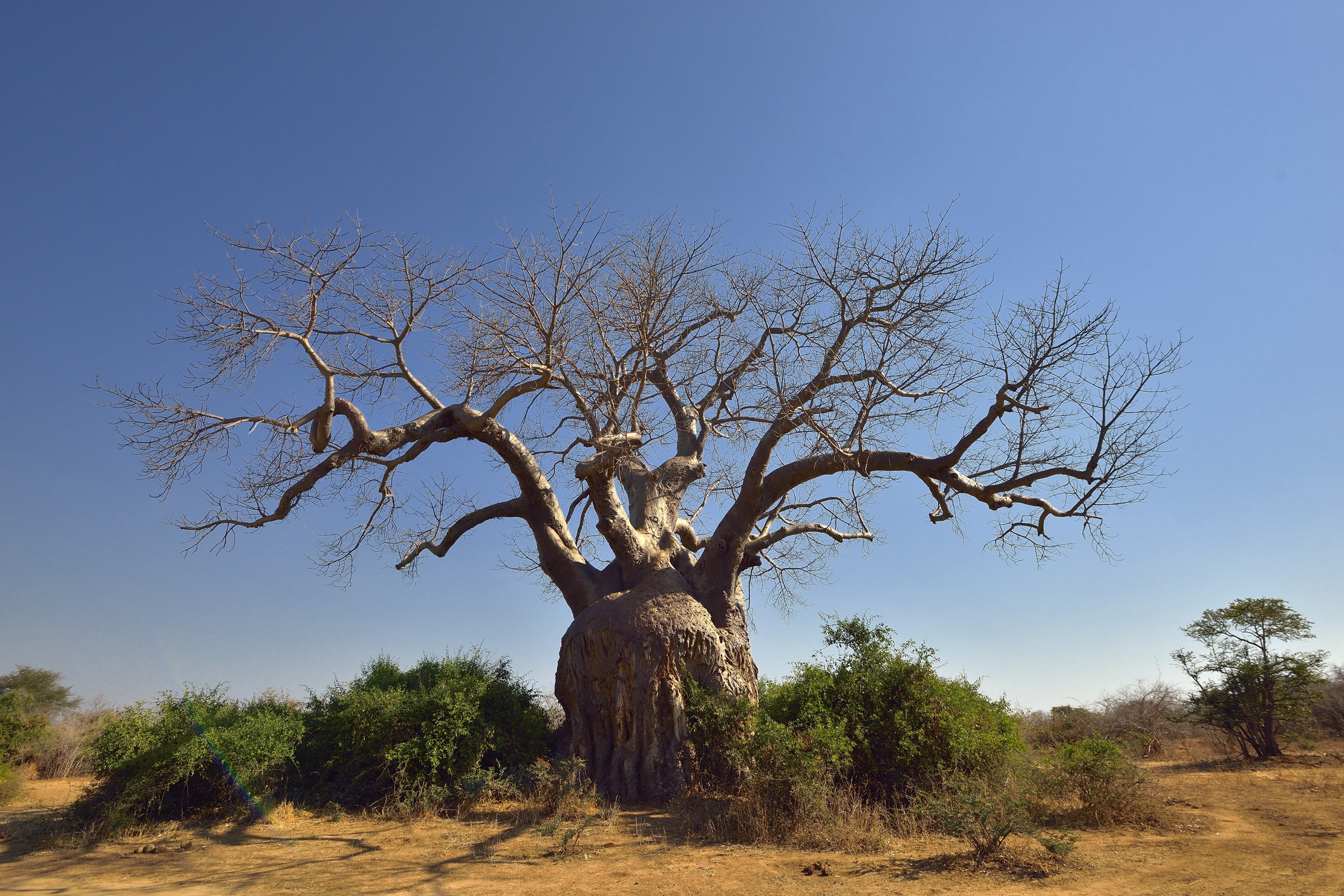 Zambia 2015 - Baobab enorme