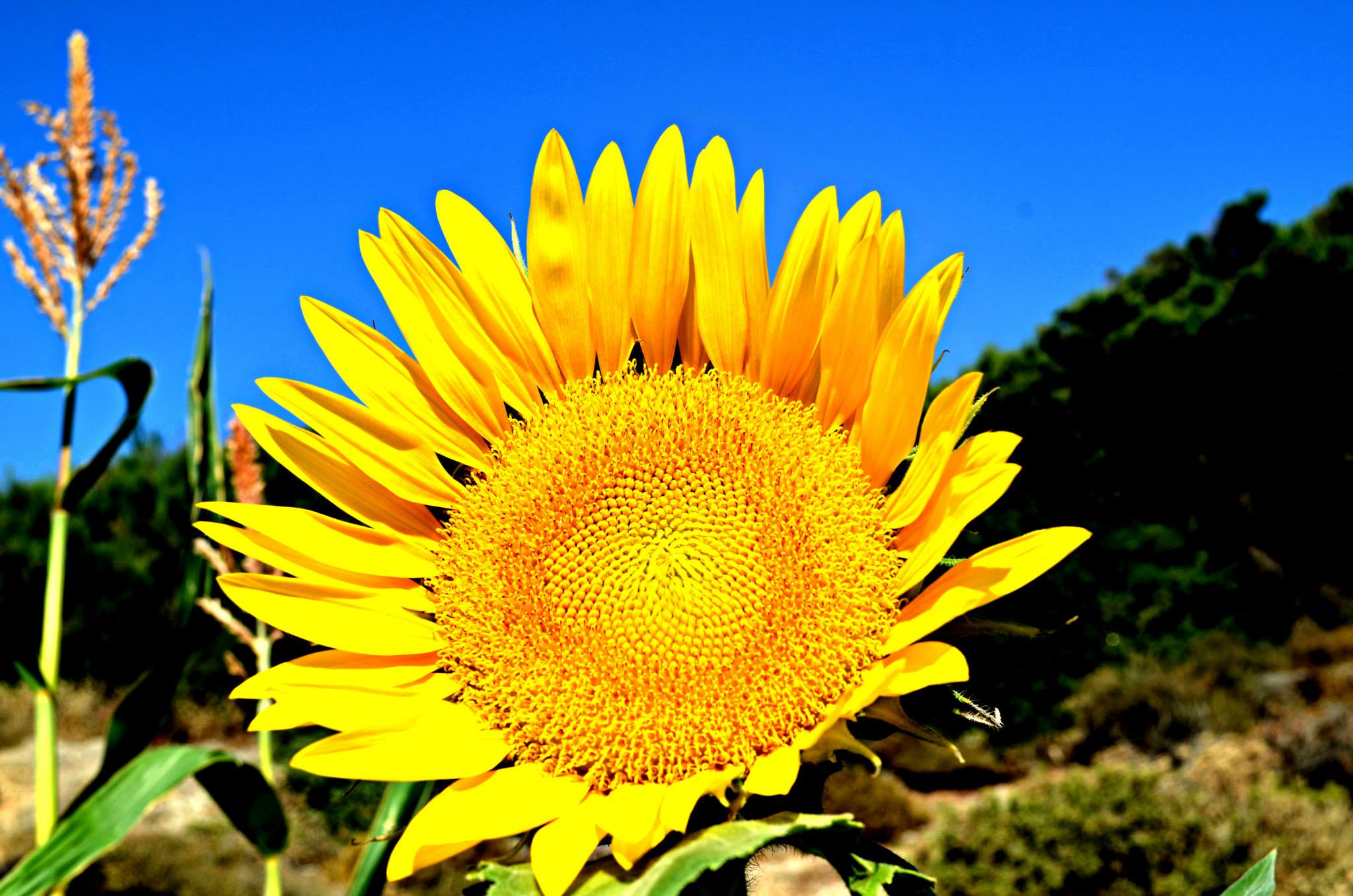 Sunflower Rhodes. Nikon d5100. 18-55 mm.