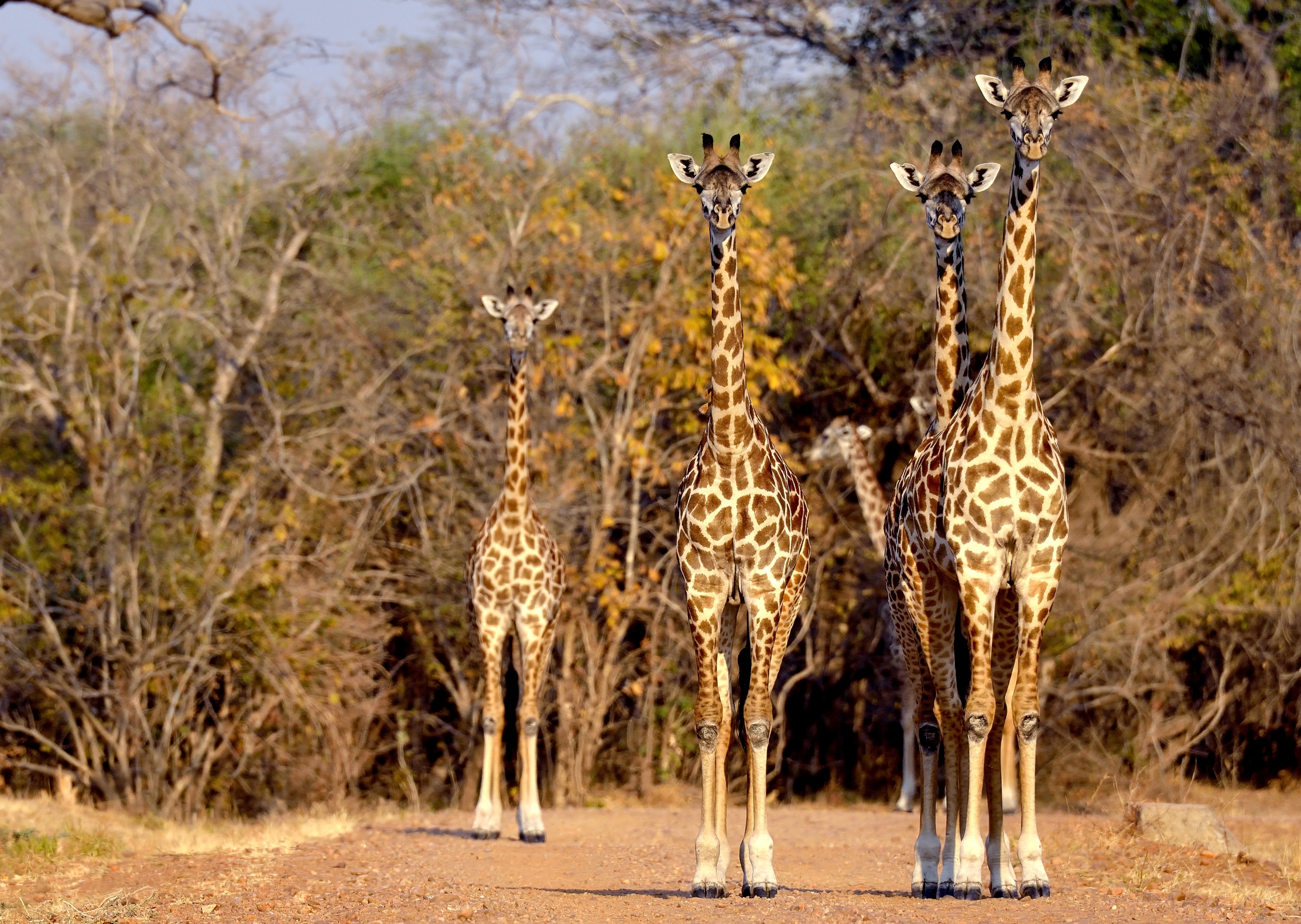 Zambia 2015 - Giraffe di Thornicroft (sottospecie)