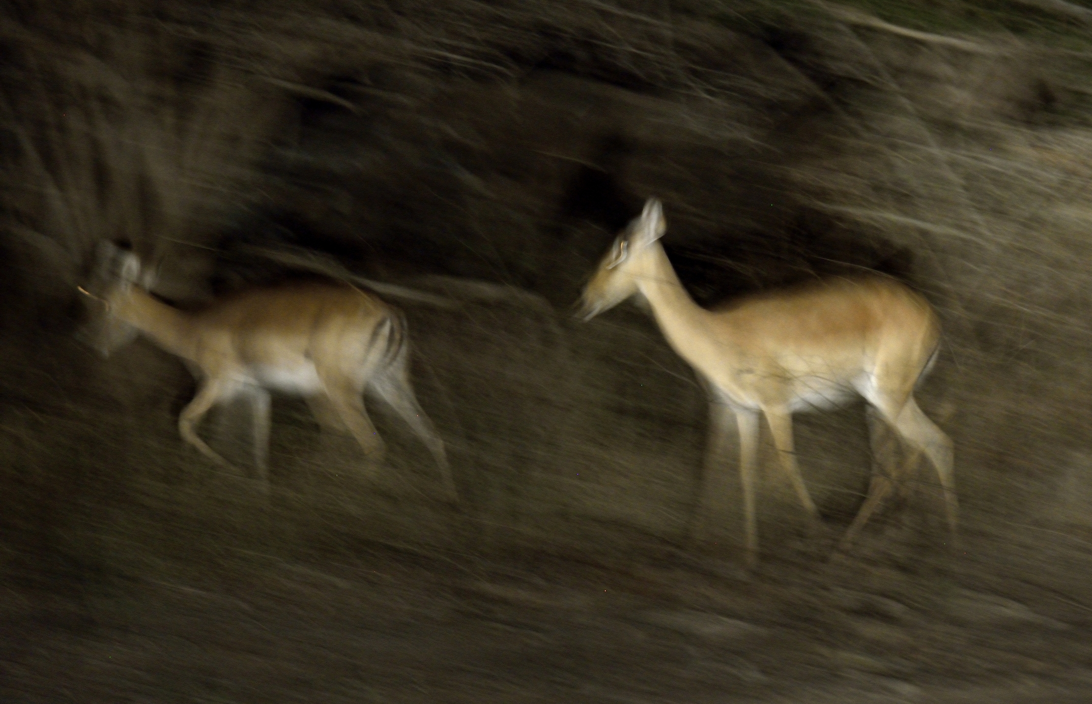 Zambia 2015 - Mosso notturno