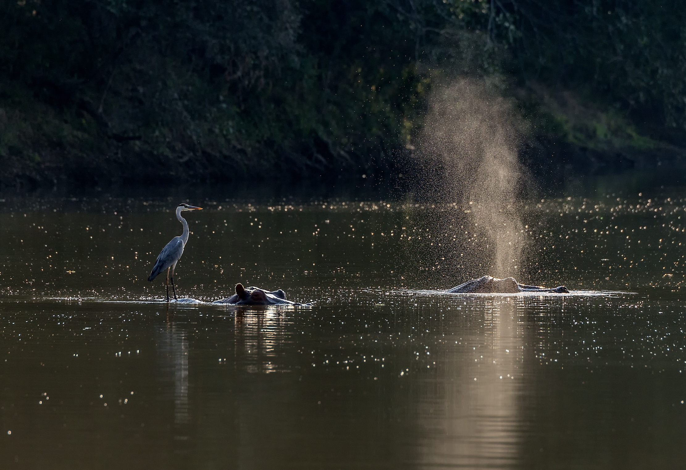 Zimbabwe 2015 - In una laguna a Mana Pools