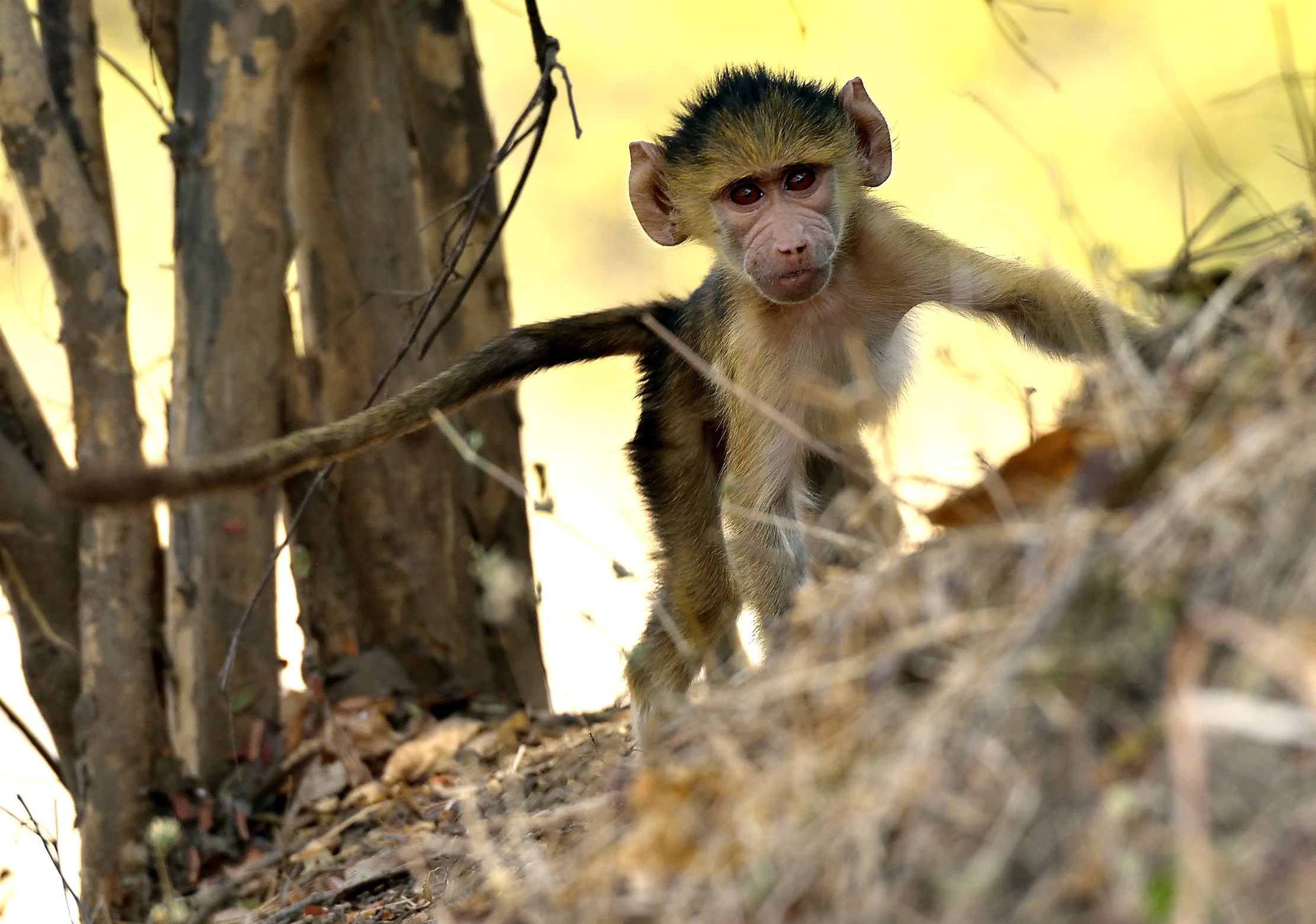 Zambia 2015 - Piccolo di babbuino....curioso..
