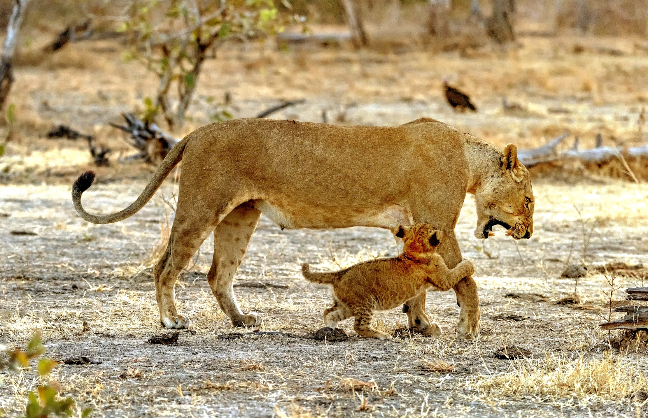 Zambia 2015 - ...e piantala!!