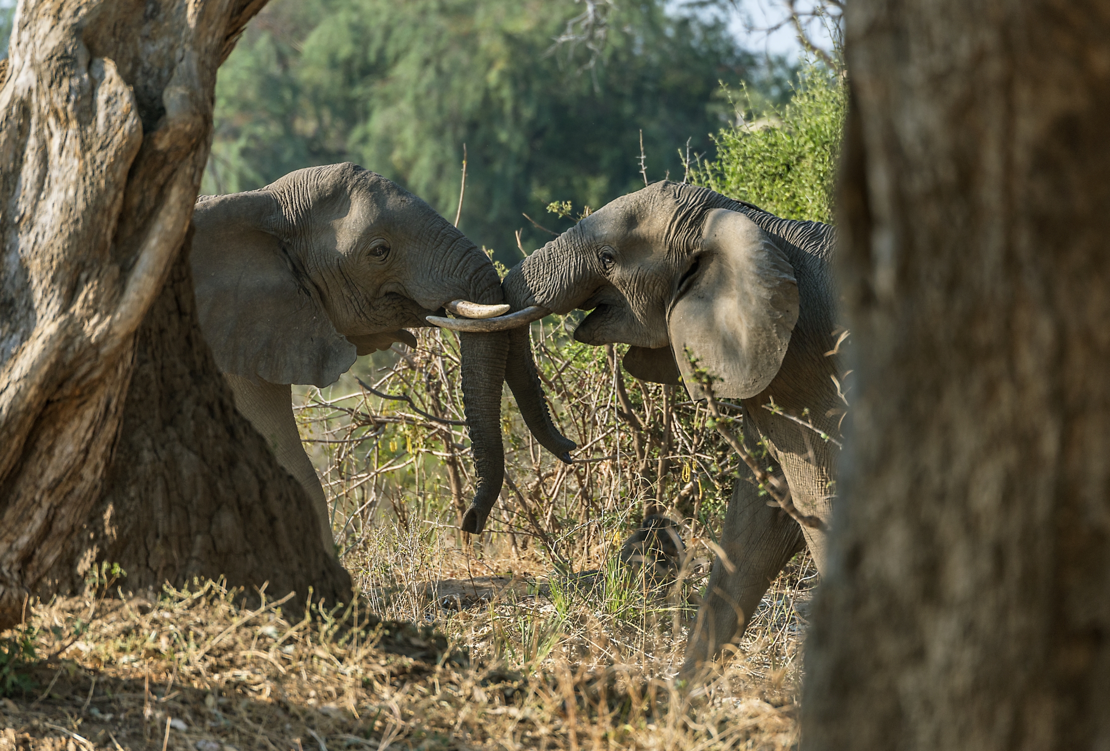 Zambia 2015 - Spingo io che spingi tu