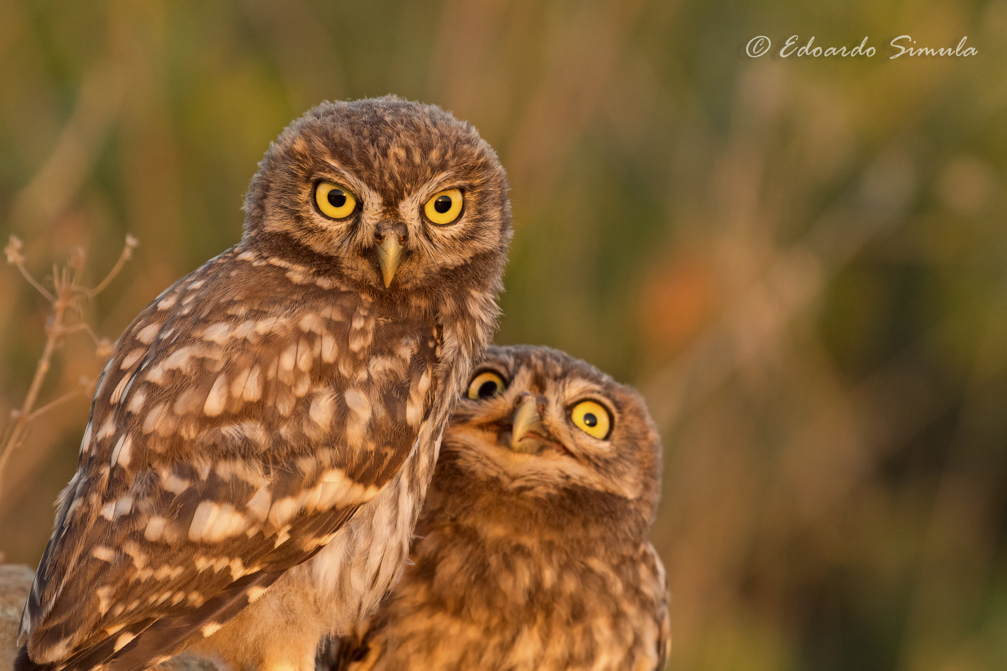 Espressioni da Civette