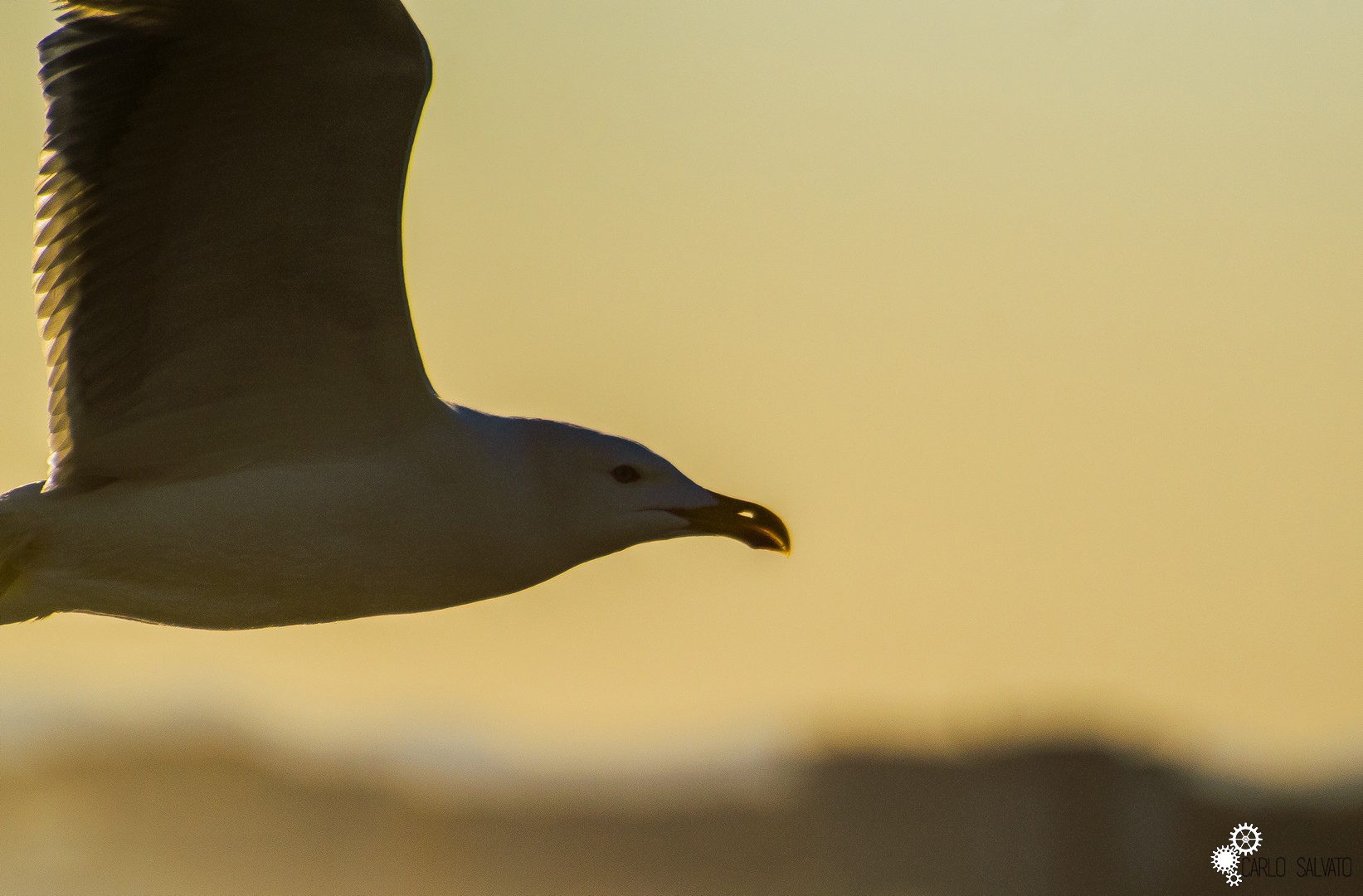 Seagull portrait