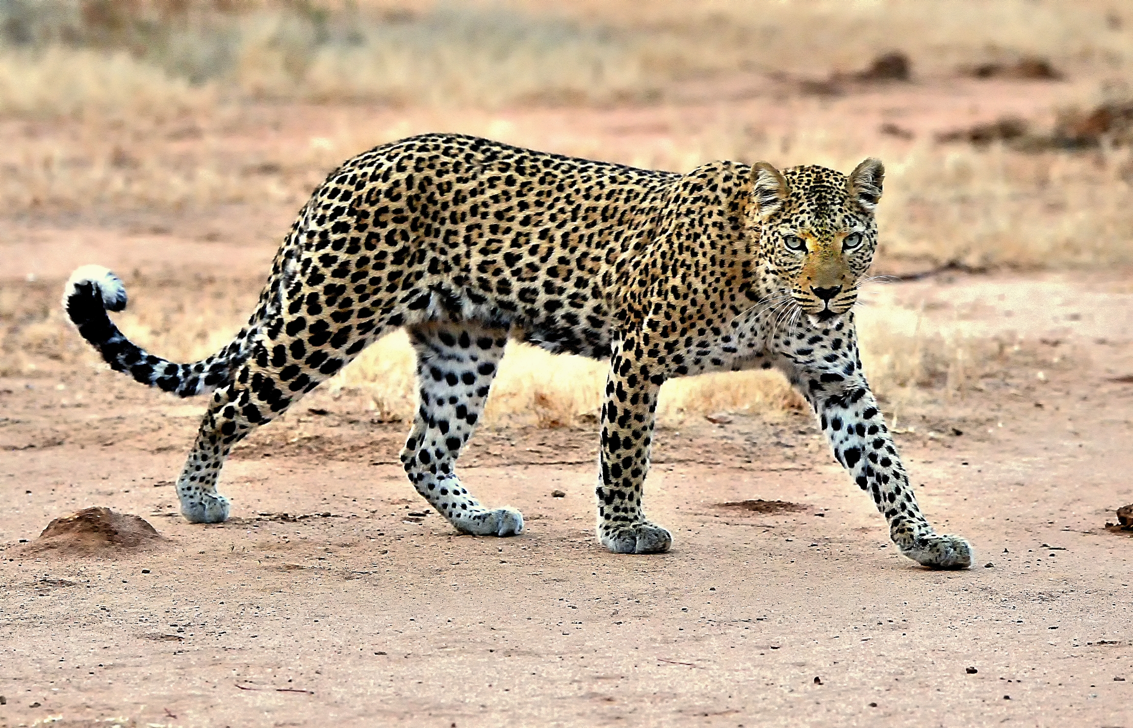 Zambia 2015 - Incontro alla prima alba