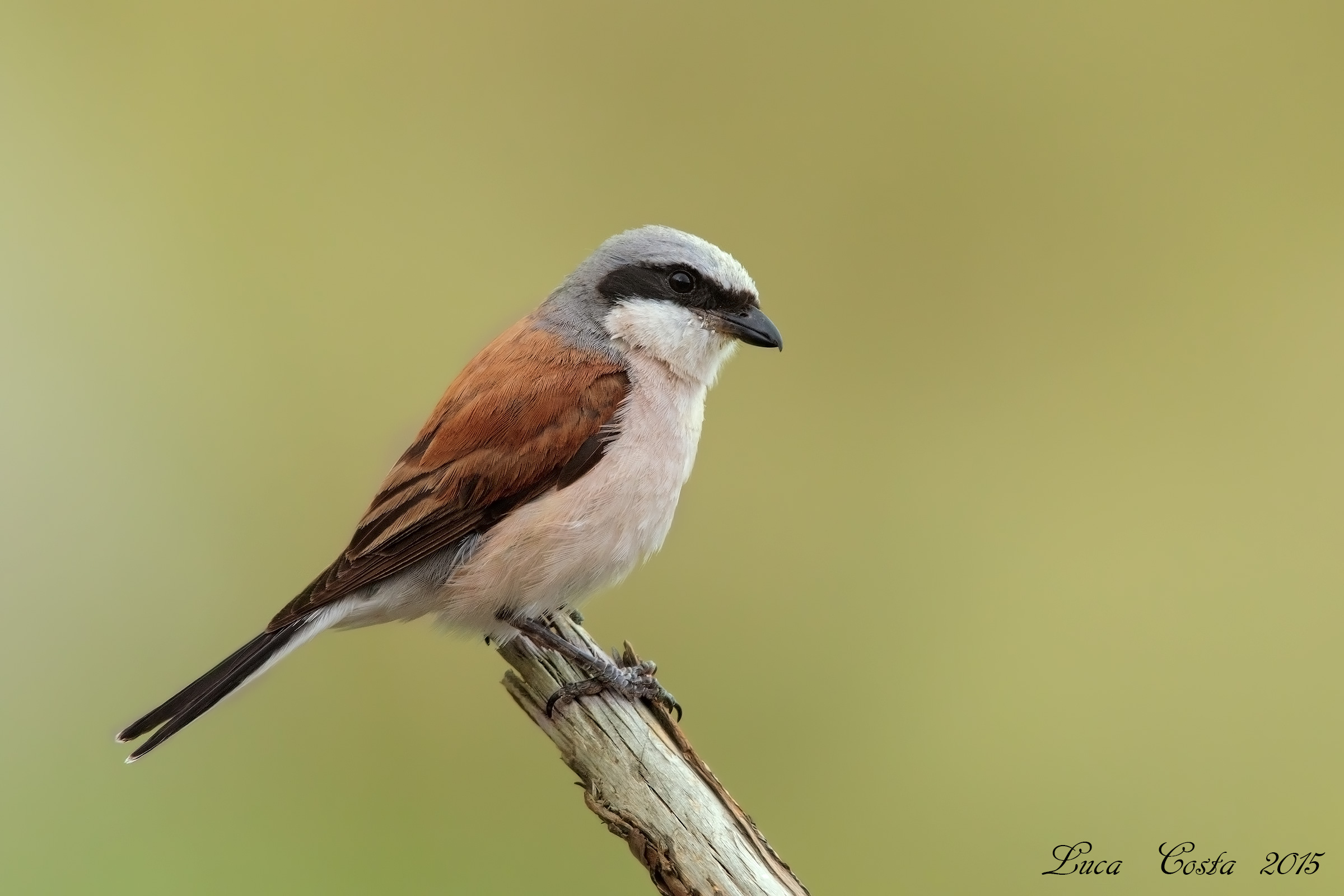 Small Shrike