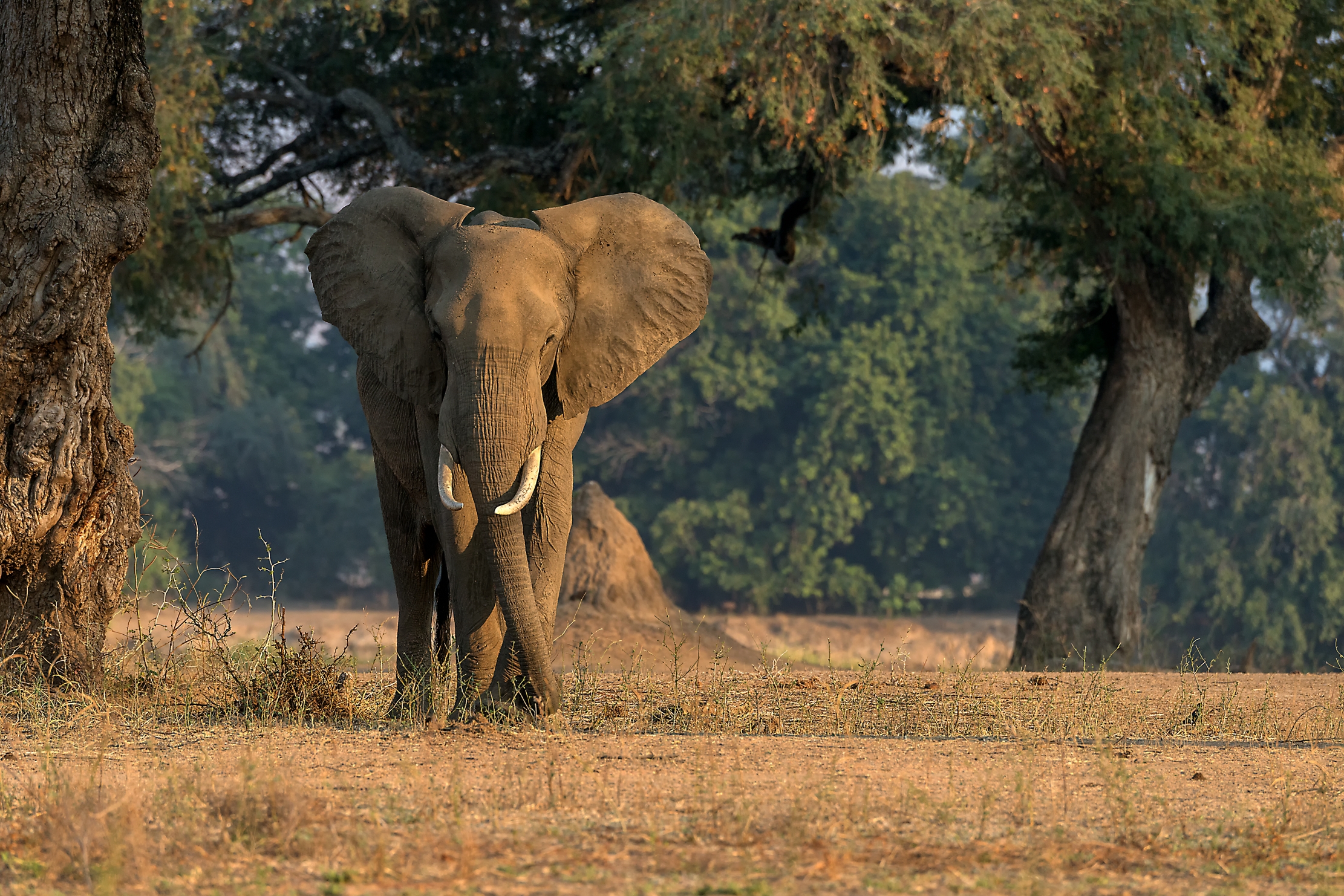 Zimbabwe 2015 - All'alba, a piedi a Mana pools