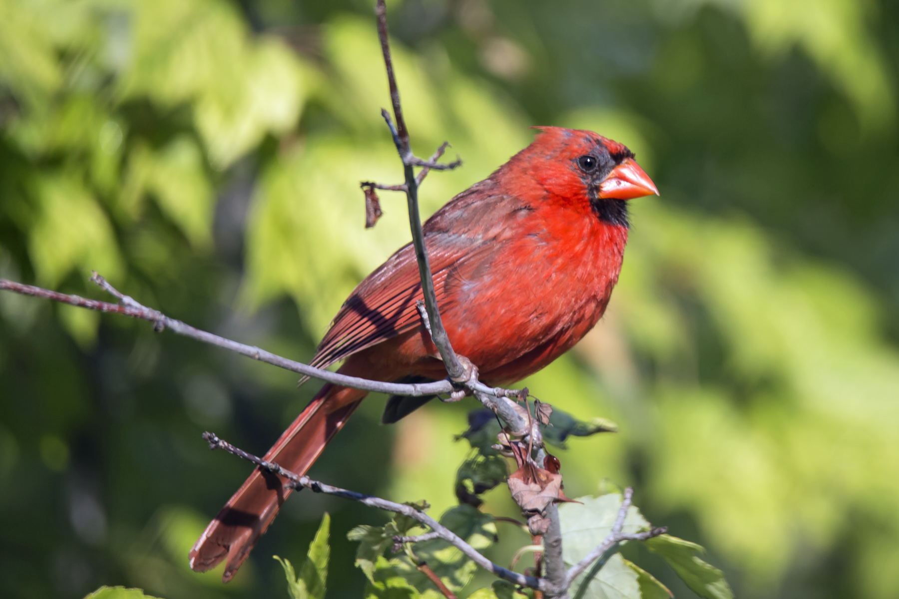 Summer Cardinal