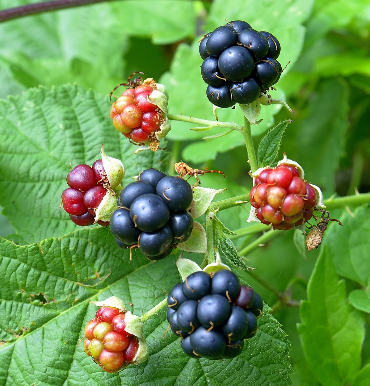 Il banchetto dei golosi