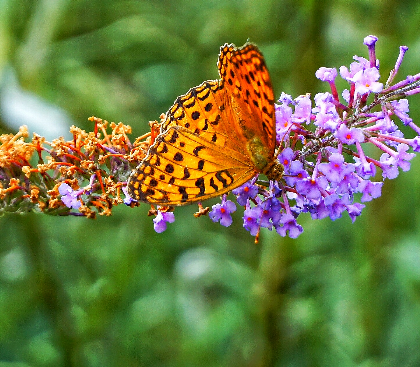 Quasi macro con quello che si ha.. :-)