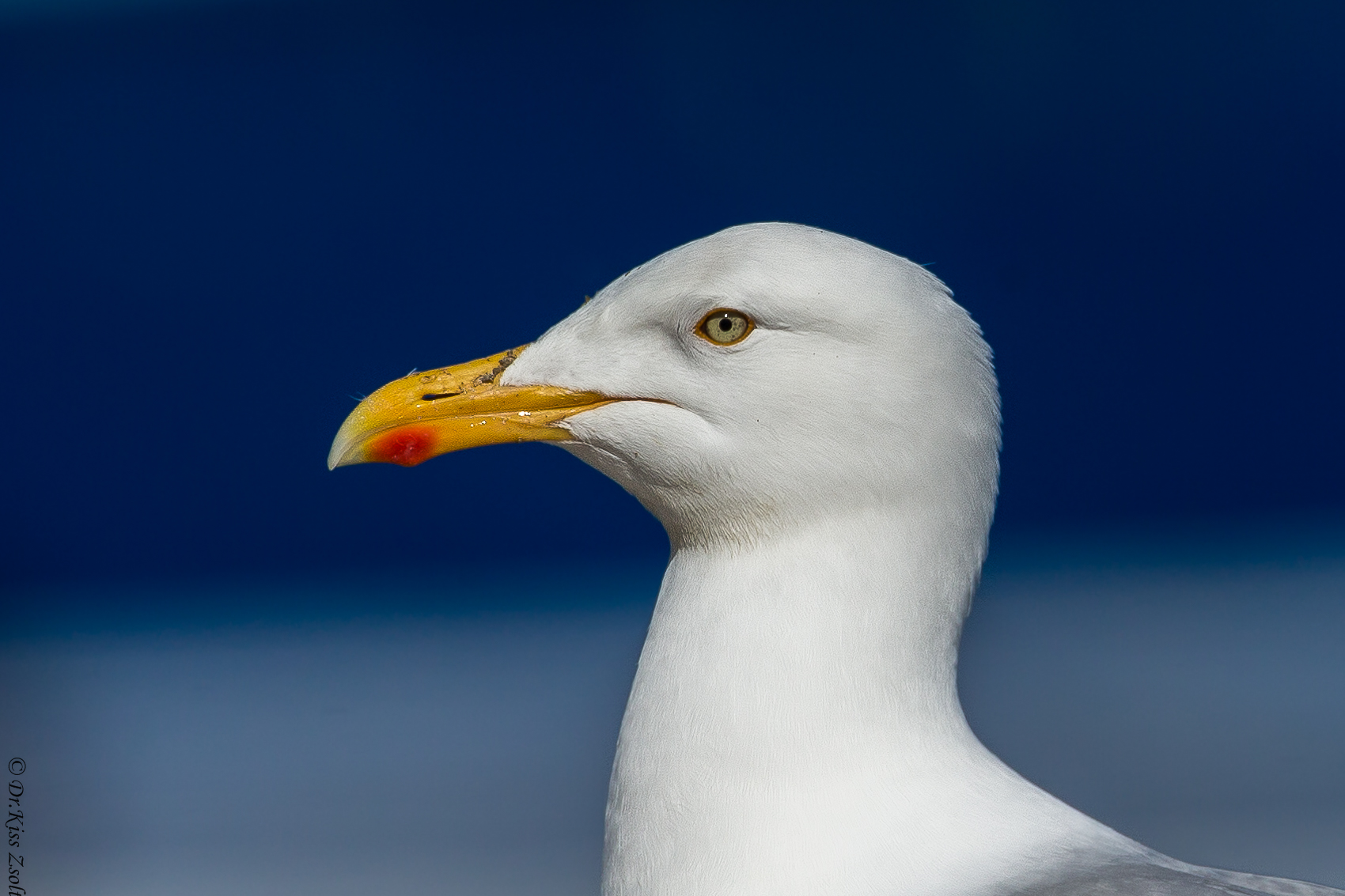Herring gull portrait
